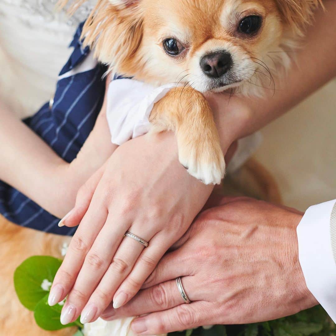 のインスタグラム：「・ ・ Groom🤍Bride🤍🐶  ・ ・ #プレ花嫁 #卒花嫁#結婚式 #結婚式準備#ウェディング#花嫁#ブーケ#ヴィラデマリアージュ越谷レイクタウン#カメラ#記念日#結婚式場#写真好きな人と繋がりたい #ウェディングドレス #湖#空#アットホーム#ブーケ#笑顔#自然#おうち時間#stayhome #街#wedding#dress#colour#flower#natural#green#happiness#photography  #わんちゃんウェディング」
