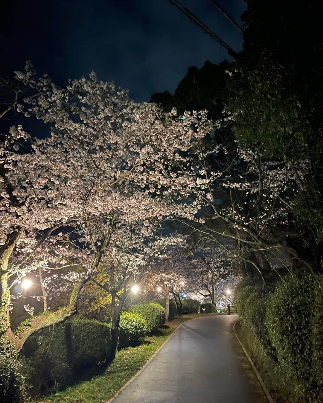 中島浩二さんのインスタグラム写真 - (中島浩二Instagram)「今日は、夜桜だすーー😊  まずは、添田公園。 素晴らしい、ライトアップだすーー😊  それから、草場川の桜‼️  そして、先日、インスタライブやった甘木公園。  ライトアップによって、こんなにも印象が変わるんだすなーー😊  どれも、美しい‼️  沢山の画像や映像が届きました。  ありがとうだすーー😊  みんなで、お花見してる気分を味わいましょう。  #添田公園の桜　#草場川の桜並木　#甘木公園の桜　#夜桜ライトアップ　#福岡桜」3月30日 18時55分 - koji_nakajiii