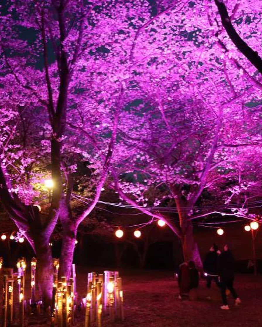 中島浩二さんのインスタグラム写真 - (中島浩二Instagram)「今日は、夜桜だすーー😊  まずは、添田公園。 素晴らしい、ライトアップだすーー😊  それから、草場川の桜‼️  そして、先日、インスタライブやった甘木公園。  ライトアップによって、こんなにも印象が変わるんだすなーー😊  どれも、美しい‼️  沢山の画像や映像が届きました。  ありがとうだすーー😊  みんなで、お花見してる気分を味わいましょう。  #添田公園の桜　#草場川の桜並木　#甘木公園の桜　#夜桜ライトアップ　#福岡桜」3月30日 18時55分 - koji_nakajiii