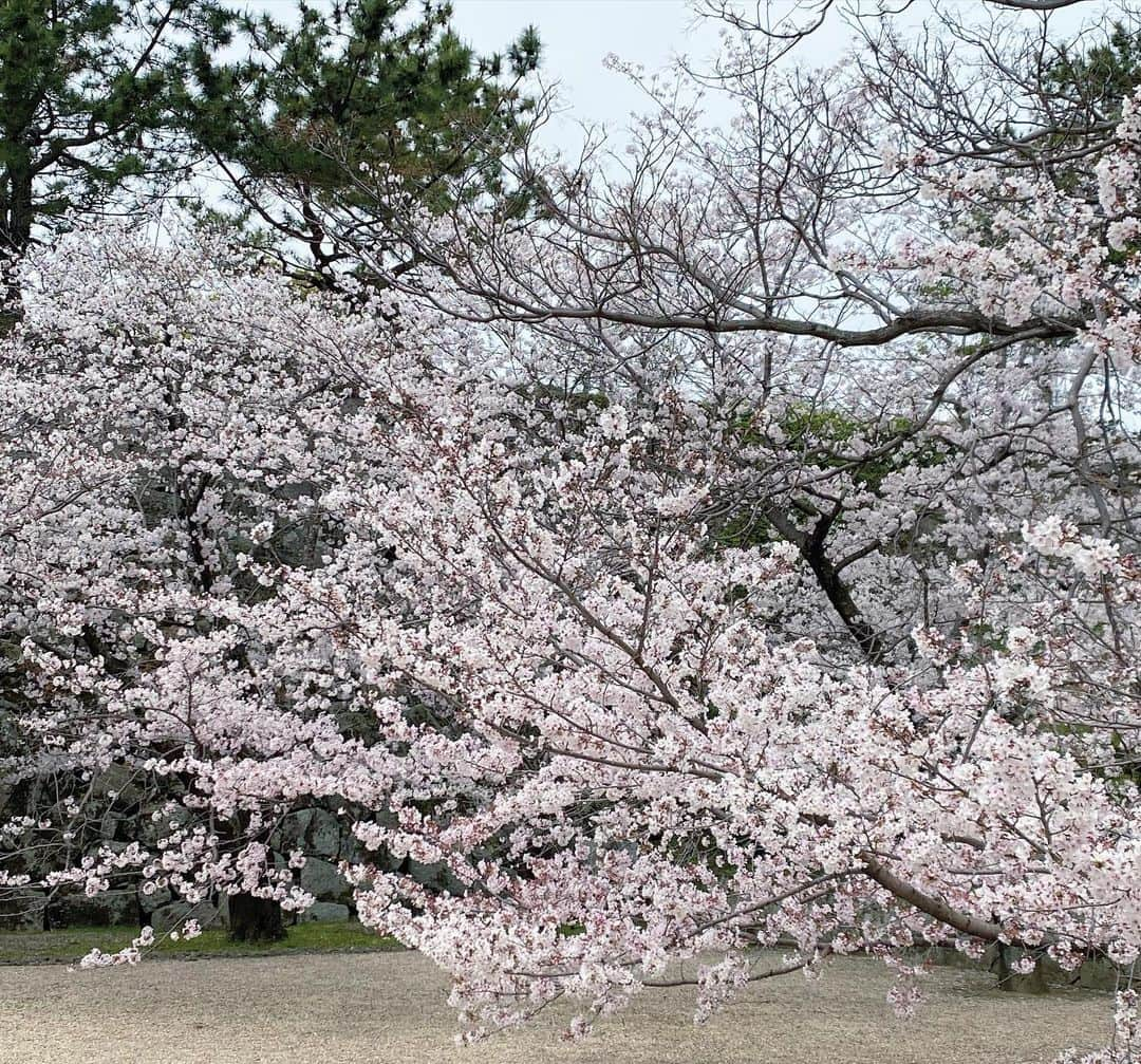 武田伊央さんのインスタグラム写真 - (武田伊央Instagram)「佐賀の美しい桜に癒されました🌸 うっとりと吸い込まれるような絶景。 今しか見られない、今しか味わえない「旬」の素晴らしさを 今日も教えていただきました。  そして、木曜日の産直旬さんぽの担当は 今日で一旦卒業となりました✨  生産者の方々から食べ物の尊さを教えてもらい、 たけるさんの懐の深さにいつも助けられ、 スタッフと力を合わせて作り上げていく時間が心地よくて 中継やテレビの仕事がさらに好きになるお仕事でした☺️✨  春はいろんな別れがありますが その時に改めて時間の大切さを感じますし その分新しい出会いも待っているんでしょうね😊🌸  皆様にも素敵な春となりますように。 そして、ご覧いただきありがとうございました💕  #さくら#🌸#中継#桜の名所#佐賀観光#佐賀城本丸歴史館 #佐賀城公園」3月30日 18時57分 - iotakeda_rkb