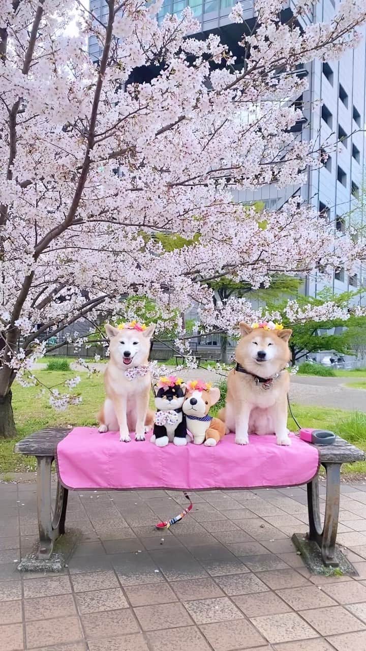 柴犬 けんしろう ゆりあのインスタグラム：「🌸🐶🐶🐶🐶🌸  今日はご近所隊でお花見さんぽへ🌸  県庁前〜千葉城〜千葉大学コース🌸 途中、MOKU -Grill＆Laboratory-さんの テラス席ではひらひら舞う桜を眺めながらの とーっても贅沢なtea timeができました☕️🌸  今日のお花見さんぽコースはご近所隊の 想い出がいーっぱい詰まってる場所巡り🌸  ラストは、11年前ゆりあがご近所隊に初参加させて もらった日に撮った写真と同じ場所での記念撮影📷  健太くん🐶楓ちゃん🐶蓮くん🐶けんゆり🐶 みんなの輝く笑顔、昨日のことのように思い出されますよ🥺  #ご近所隊🐶 #ソメイヨシノ #cherryblossom  #shiba #柴犬」