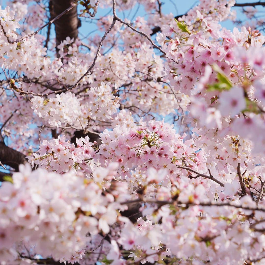 ことりっぷさんのインスタグラム写真 - (ことりっぷInstagram)「目黒川で楽しむ、春の桜さんぽ🌸  今週、編集部は桜の撮影ラッシュです。 今日は目黒川を撮影していたので、桜の風景をお届けします♪  皆さんはお花見しましたか？  #ことりっぷ #桜 #お花見 #目黒川」3月30日 19時16分 - cotrip_official