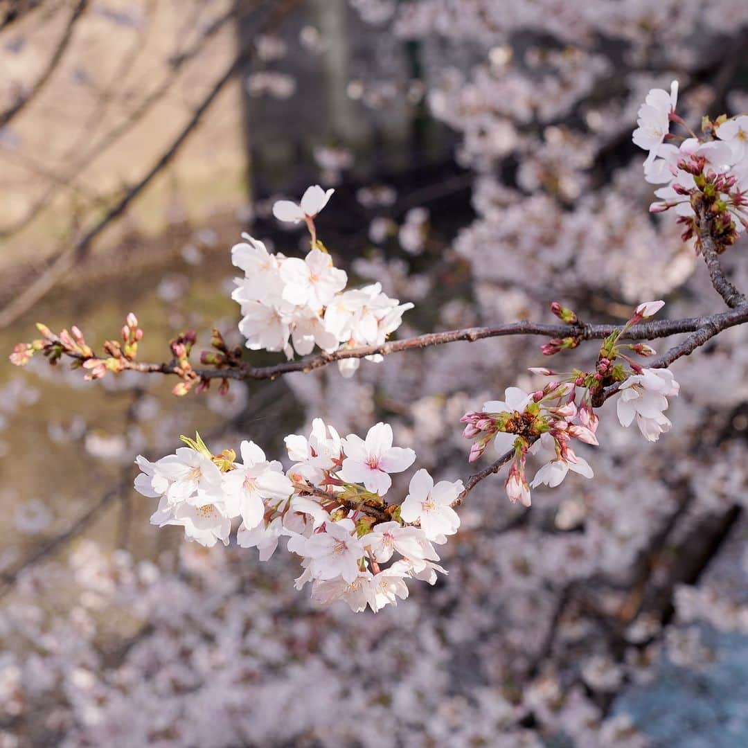 ことりっぷさんのインスタグラム写真 - (ことりっぷInstagram)「目黒川で楽しむ、春の桜さんぽ🌸  今週、編集部は桜の撮影ラッシュです。 今日は目黒川を撮影していたので、桜の風景をお届けします♪  皆さんはお花見しましたか？  #ことりっぷ #桜 #お花見 #目黒川」3月30日 19時16分 - cotrip_official