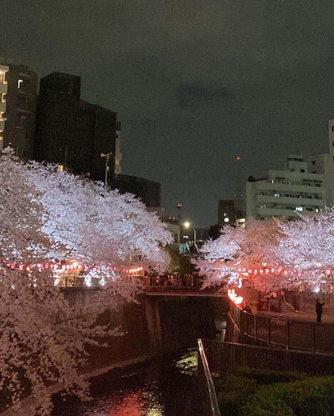 中村侑里さんのインスタグラム写真 - (中村侑里Instagram)「今年初の夜桜🌸  この日に買ったバレッタすぐつけたの、カワイイ🐈‍⬛」3月30日 19時23分 - moo___pii