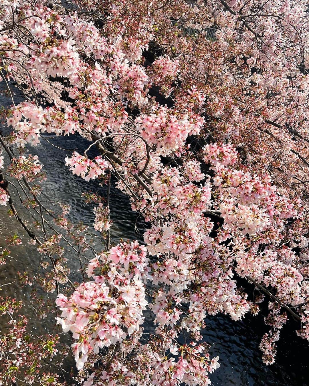 かえるちゃんさんのインスタグラム写真 - (かえるちゃんInstagram)「桜🌸 散る前に見れてよかった🐰✨  ❤︎ ❤︎ ＃花見 #桜   #東京 #脚フェチ #japan  #脚が本体のギャルコスプレイヤー #かえるちゃん #介護美容師 #撮影会モデル #ポートレート女子 #ポートレート撮影 #被写体モデル #good_portraits_world #hueart_life #lovers_nippon_portrait #pasha_magagine #portrait_shot #写真好きな人と繋がりたい #お洒落さんと繋がりたい #角色扮演  #얼스타그램 #팔로우 #コスプレイヤー #バーレスクヤバイ #バーレスク東京 #ギャル #派手髪 #cosplay  #cosplayer  #followme」3月30日 19時27分 - k.kaeru