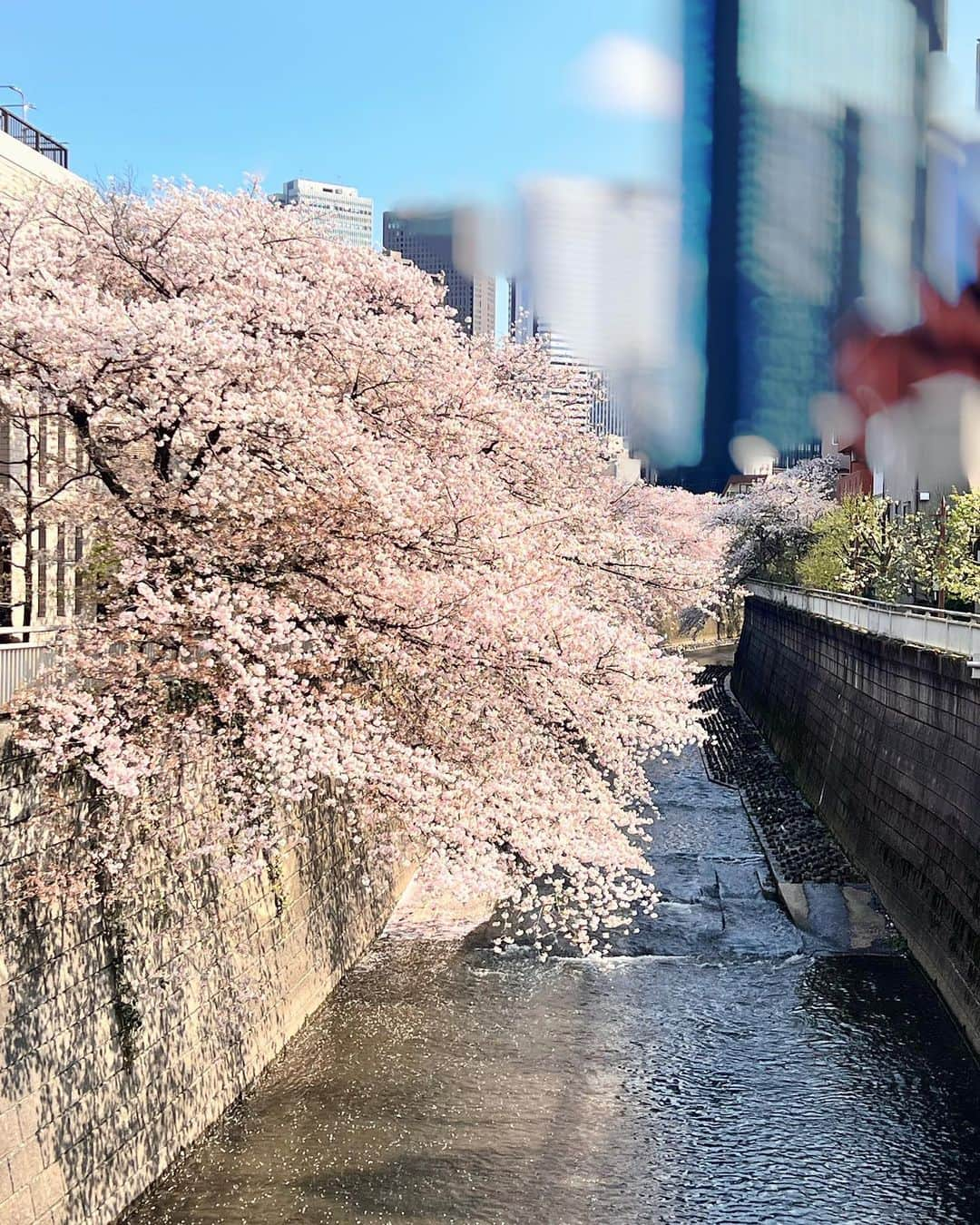 かえるちゃんさんのインスタグラム写真 - (かえるちゃんInstagram)「桜🌸 散る前に見れてよかった🐰✨  ❤︎ ❤︎ ＃花見 #桜   #東京 #脚フェチ #japan  #脚が本体のギャルコスプレイヤー #かえるちゃん #介護美容師 #撮影会モデル #ポートレート女子 #ポートレート撮影 #被写体モデル #good_portraits_world #hueart_life #lovers_nippon_portrait #pasha_magagine #portrait_shot #写真好きな人と繋がりたい #お洒落さんと繋がりたい #角色扮演  #얼스타그램 #팔로우 #コスプレイヤー #バーレスクヤバイ #バーレスク東京 #ギャル #派手髪 #cosplay  #cosplayer  #followme」3月30日 19時27分 - k.kaeru