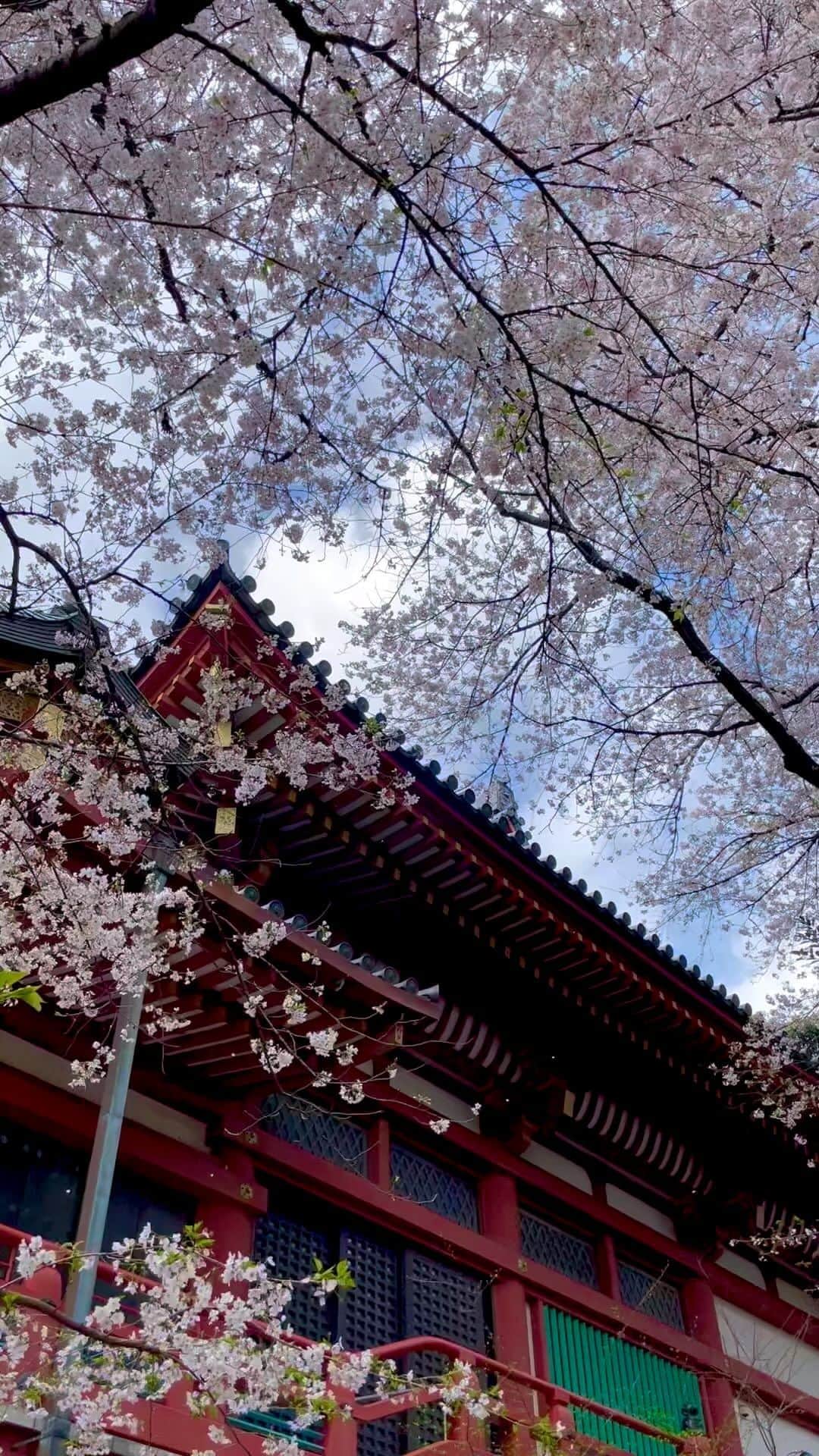 野宮真貴のインスタグラム：「. 🌸🌸🌸Cherry Blossoms 🌸🌸🌸  #🌸🌸🌸 #cherryblossoms  #野宮真貴 #missmakinomiya」