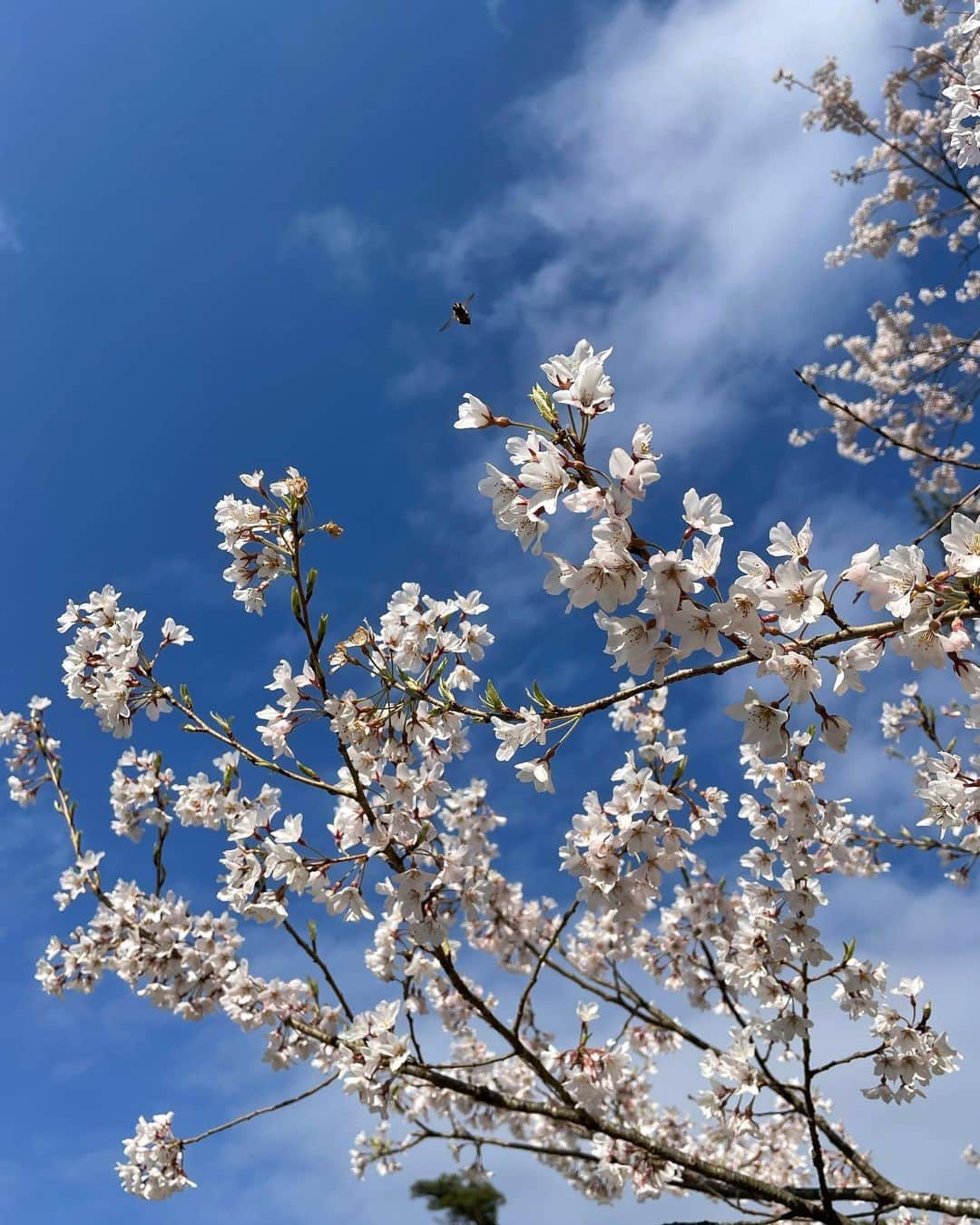 佐藤のぞみさんのインスタグラム写真 - (佐藤のぞみInstagram)「宮城も桜が少しずつ🌸✨  仙台空港CC15番ティーグランドの横のは咲いてました☺️  #桜#ゴルフ#golf#仙台#宮城#春ゴルフ#春#sakura #🌸#⛳️ #紫外線対策」3月30日 19時42分 - satonozomi1028