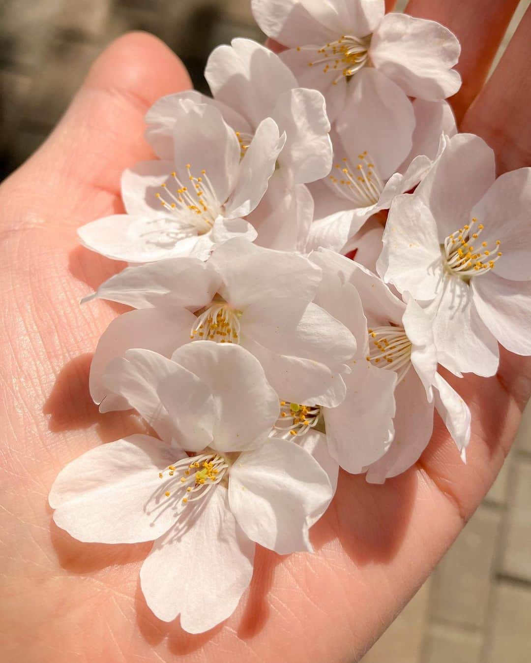 カン・ミンギョン さんのインスタグラム写真 - (カン・ミンギョン Instagram)「오늘 🌸 ... 🥹 꽃세권」3月30日 19時42分 - iammingki