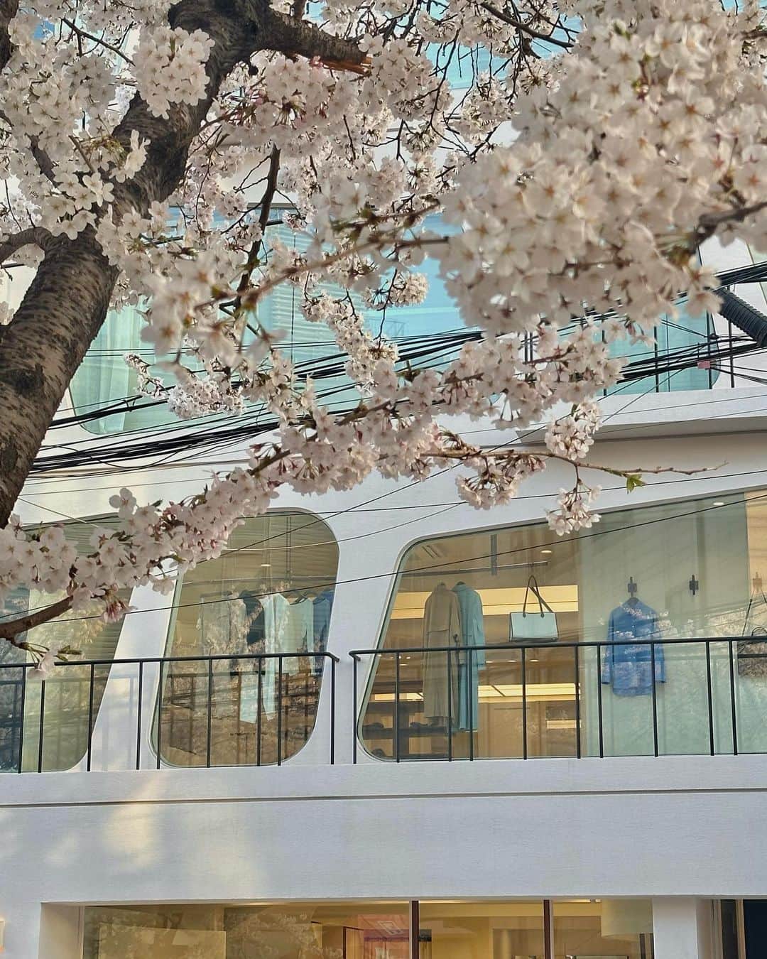 カン・ミンギョン さんのインスタグラム写真 - (カン・ミンギョン Instagram)「오늘 🌸 ... 🥹 꽃세권」3月30日 19時42分 - iammingki