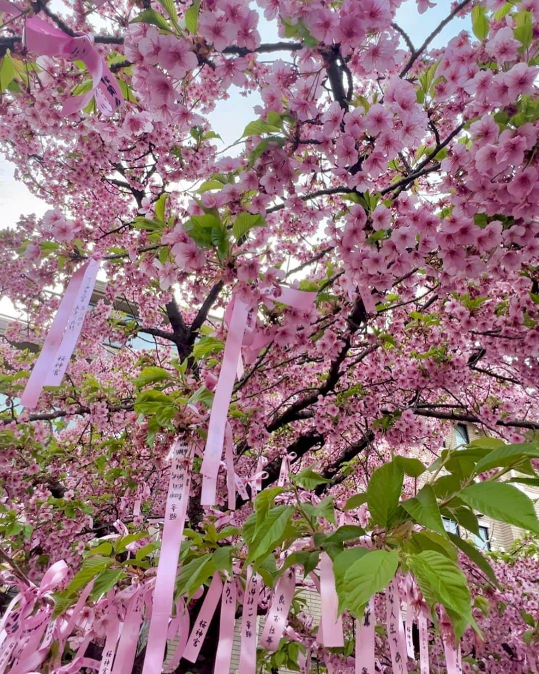 SAYAさんのインスタグラム写真 - (SAYAInstagram)「. . 桜新町にある桜神宮⛩🌸 枝にピンクのリボンかわいかった🎀 . . #桜神宮 #桜スポット #桜 #桜新町 #世田谷 #御朱印 #東京お花見 #お花見 #お花見コーデ #時間差投稿 #instagood #instalike #instagram  #flowers #spring #cute  #데일리 #좋아요 #셀카 #셀스타그램 #강아지 #인스타」3月30日 19時44分 - sayapi0110