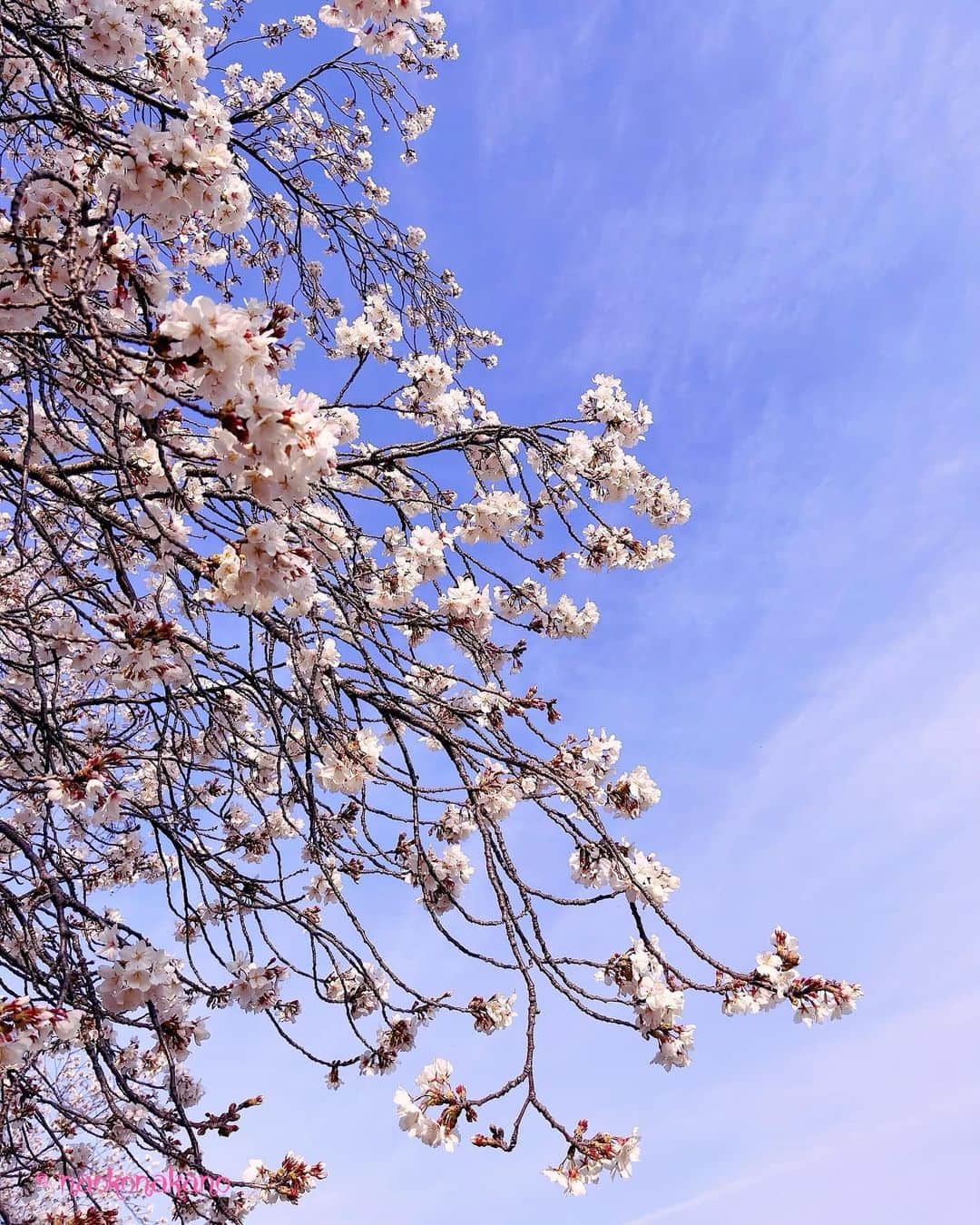 中野菜保子さんのインスタグラム写真 - (中野菜保子Instagram)「. 「寄り道🌸」 . 写真は🍎🍎🍎🍎🍎枚 3:このお花はなんぞ？ . ご機嫌いかがですか？（≧∇≦）？  葉っぱとコラボしてる桜を見つけたので ちょこっと寄り道  散りながらも 「終わりではない次の予感」を示す桜  桜は潔く散るところが 注目されがちだけれど  葉は未練や執着ではなくて準備🍀  次を静かに準備していて  来年の みんなの期待に応える努力を おこたりません😌  春を知らせるのは 彼らの使命です  終わりは 始まり  自然から学ぶコトは 多いなぁ🌸🌸🌸  花粉でめっちゃ目がかゆいし 鼻水もでるし眠いし  頭痛もするしでスゴイんですけど  春は好きです😊✨✨  寄り道も大切  みんな幸あれ🍀  ※深読みするヒトがいらっしゃるみたいですが 恋愛話ではなくて桜の話ですよ💦 中野も真面目な話くらいするぞw  ＊ ＊ ＊ #桜咲く #葉桜 #終わりは始まり #calendar #limitedphoto #なおこくち #限定写真販売中 #春の訪れ #使命 #寄り道 #映像制作 #singergirls #舞台制作 #コラムニスト #中野菜保子  #俳優 #脚本家 #演出家 #actor  #director #playwright #scriptwriter #hollywoodstars #moviestars #みんなにいいことがありますように @syanhaijitensya」3月30日 19時47分 - naokonakano8319