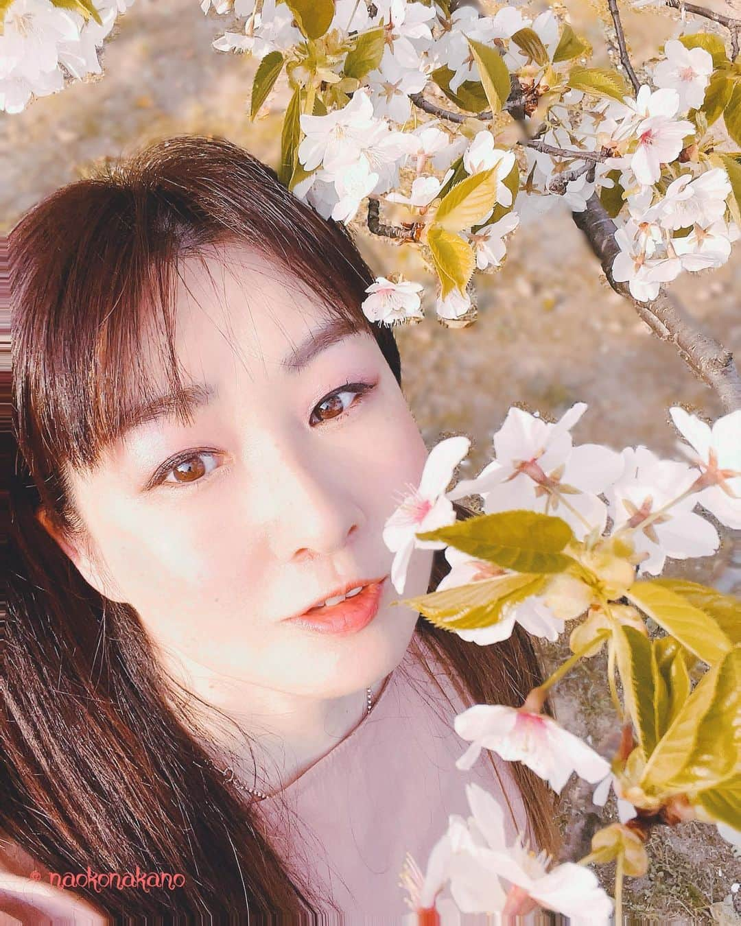 中野菜保子のインスタグラム：「. 「寄り道🌸」 . 写真は🍎🍎🍎🍎🍎枚 3:このお花はなんぞ？ . ご機嫌いかがですか？（≧∇≦）？  葉っぱとコラボしてる桜を見つけたので ちょこっと寄り道  散りながらも 「終わりではない次の予感」を示す桜  桜は潔く散るところが 注目されがちだけれど  葉は未練や執着ではなくて準備🍀  次を静かに準備していて  来年の みんなの期待に応える努力を おこたりません😌  春を知らせるのは 彼らの使命です  終わりは 始まり  自然から学ぶコトは 多いなぁ🌸🌸🌸  花粉でめっちゃ目がかゆいし 鼻水もでるし眠いし  頭痛もするしでスゴイんですけど  春は好きです😊✨✨  寄り道も大切  みんな幸あれ🍀  ※深読みするヒトがいらっしゃるみたいですが 恋愛話ではなくて桜の話ですよ💦 中野も真面目な話くらいするぞw  ＊ ＊ ＊ #桜咲く #葉桜 #終わりは始まり #calendar #limitedphoto #なおこくち #限定写真販売中 #春の訪れ #使命 #寄り道 #映像制作 #singergirls #舞台制作 #コラムニスト #中野菜保子  #俳優 #脚本家 #演出家 #actor  #director #playwright #scriptwriter #hollywoodstars #moviestars #みんなにいいことがありますように @syanhaijitensya」