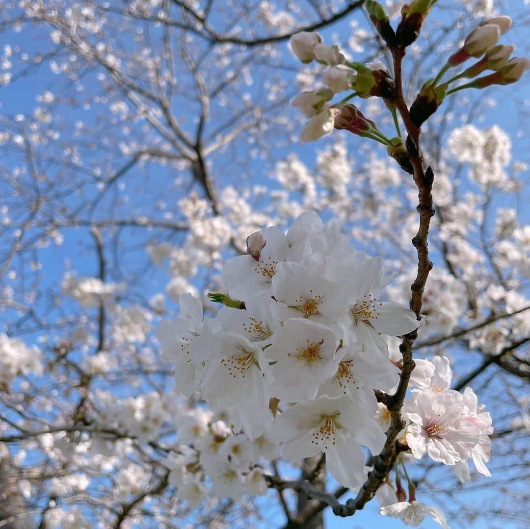 杉岡沙絵子さんのインスタグラム写真 - (杉岡沙絵子Instagram)「🌸🌸🌸 　 　 桜が満開☺️ 　 去年の今頃はつわりでゲロゲロで（笑） 桜なんて愛でる余裕もなく 毎日早く時が過ぎろと念じながら 上の子の最低限のお世話をし いっそのことつわりが終わるまで 眠らせ続けてもらえないかなとか ひたすら［つわり　いつ終わる］ ［つわり　楽になる方法］ ［つわり　ツボ］とか調べまくってたなぁ。 　 今なら笑い話だけど あの時はいつ終わるかわからないつらさに 毎日絶望していたし もう二度とこの気持ち悪さ（あと頭痛もひどかった、、） から解放されることはないんじゃないか って不安に襲われていました😭 　 っていうのを桜を見て思い出しました。笑 　 1年後、めちゃくちゃかわいい我が子と ベビーマッサージ楽しめてるよ だから頑張れ、と1年前の自分に声をかけたい！笑 　 　 今つわりで毎日絶望している妊婦さん、 いつか終わるから、必ず解放されるから 頑張らないでいいから 1年後はかわいいbabyに振り回されながらも 楽しい毎日が待ってるから どうか少しでも心穏やかにすごせますようにー！！ 　 　 　 これからも桜を見ると あの気持ち悪い日々を思い出すでしょう。笑 　 　 ・ ・ #つわり#つわり地獄#つわり対策  #つわり辛い#眠気づわり#食べづわり#吐きづわり #食べづわり#よだれづわり#全部経験した #妊婦さんへエールを#勝手に笑 #桜#満開」3月30日 20時04分 - saeko_sugioka