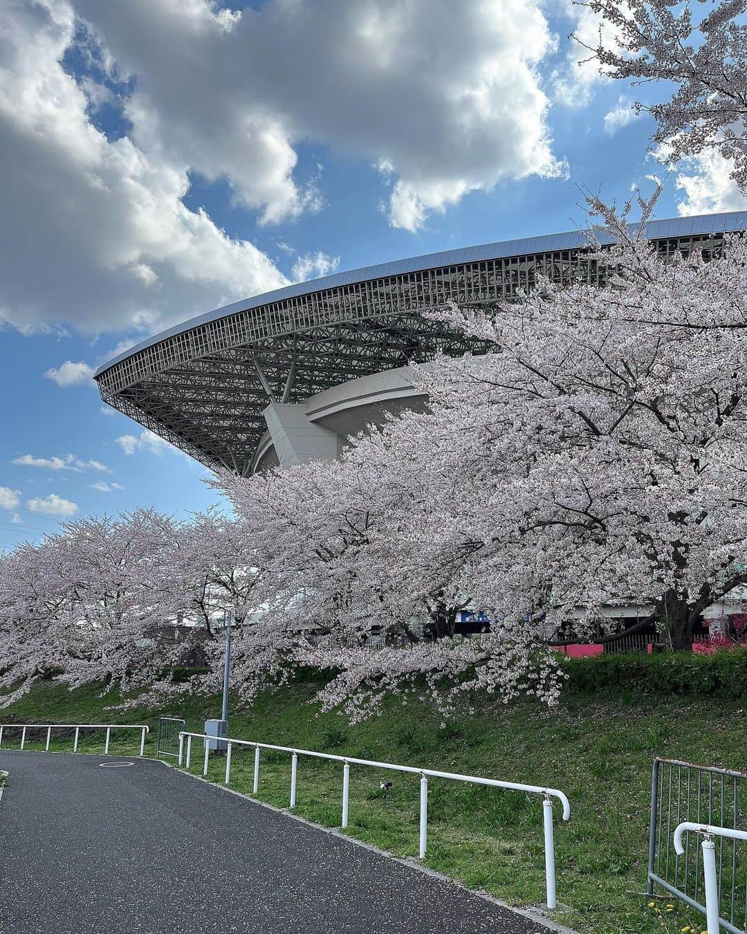 横山玲奈さんのインスタグラム写真 - (横山玲奈Instagram)「🌸 . 今日は、 埼スタの桜！ 観に行きました😉 試合もはやく行きたい！！！ . . #morningmusume23 #埼スタ #横山玲奈 #桜」3月30日 20時08分 - reina_yokoyama.official