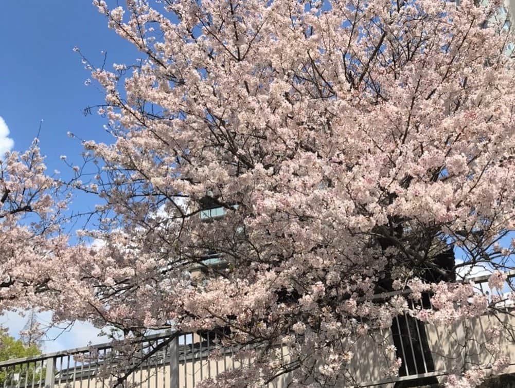 アニバーサリークルーズさんのインスタグラム写真 - (アニバーサリークルーズInstagram)「🌸3月29日撮影🌸 目黒川沿いには薄いピンク・濃いピンク…数種類の桜が咲いています✨ お天気もよくお花見日和が続きそうですね。  今年は海外のお客様も多いです！ 思い出に残るひと時となりますように🌸  #目黒川お花見CHANDONクルーズ  詳しくは @anniversary_cruise ⇨URLより  ＿＿＿＿＿＿＿＿＿＿＿＿  東京・横浜・千葉の貸し切りクルージングは年間2,000以上のクルーズ実績がある「アニバーサリークルーズ」にお任せください🚢〰︎  70隻から選べる完全オーダーメイドの特別なクルージングで「特別な体験」してみませんか？  お問い合わせはお気軽にどうぞ💁‍♀️  ＿＿＿＿＿＿＿＿＿＿＿＿  #アニバーサリークルーズ #anniversarycruise #貸切クルージング #オーダーメイドクルーズ #船上パーティー #東京湾クルーズ #横浜クルーズ #クルーズ  #クルージングディナー #クルージングパーティー #記念日クルーズ #お出かけスポット #豪華客船 #クルージング #屋形船 #夜景クルージング #クルーズ船 #船上ウェディング #記念日ディナー  #ラグジュアリーな空間 #海が好きな人と繋がりたい  #特別な日 #特別な時間 #バーズデークルーズ #お花見クルーズ #目黒川クルーズ #お花見 #目黒川クルーズ #目黒川桜まつり #目黒川の桜」3月30日 20時08分 - anniversary_cruise