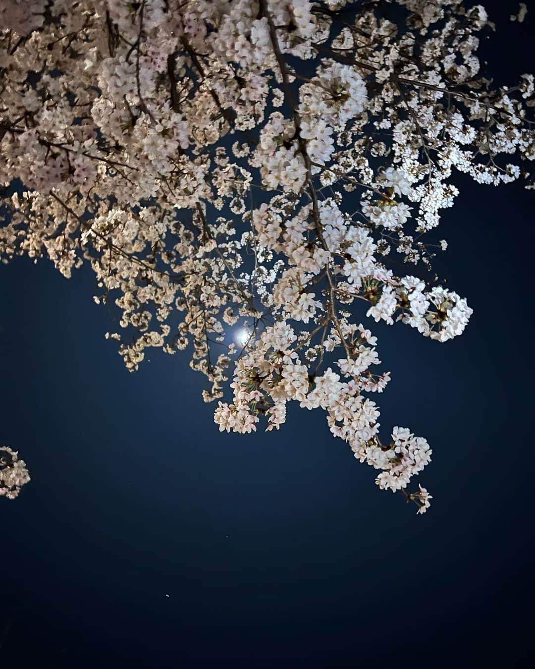 大井智保子さんのインスタグラム写真 - (大井智保子Instagram)「🌸🌸🌸  満開宣言の平和公園で 夜桜お花見しました🌙🌸  桜の隙間から、お月様が見えてるのが綺麗だった…✨ 写真じゃぜんぜーん伝わらないのが残念🥲🌸 楽しい夜でした😊  さてさて、明日はいよいよ… 2023年プロ野球セ・リーグ開幕⚾️ (不思議なことに、パ・リーグは2球団だけ先に開幕してるの)  現地・神宮球場には行けないけど、 関東カープファンがアッツアツなの知ってるんで心配ありません🎏  がががががむしゃらな応援頼むよぉー📣👏  #桜 #お花見 #🌸 #花見 #平和公園 #平和祈念公園 #夜桜 #夕桜 #お月見」3月30日 20時11分 - chihokoi