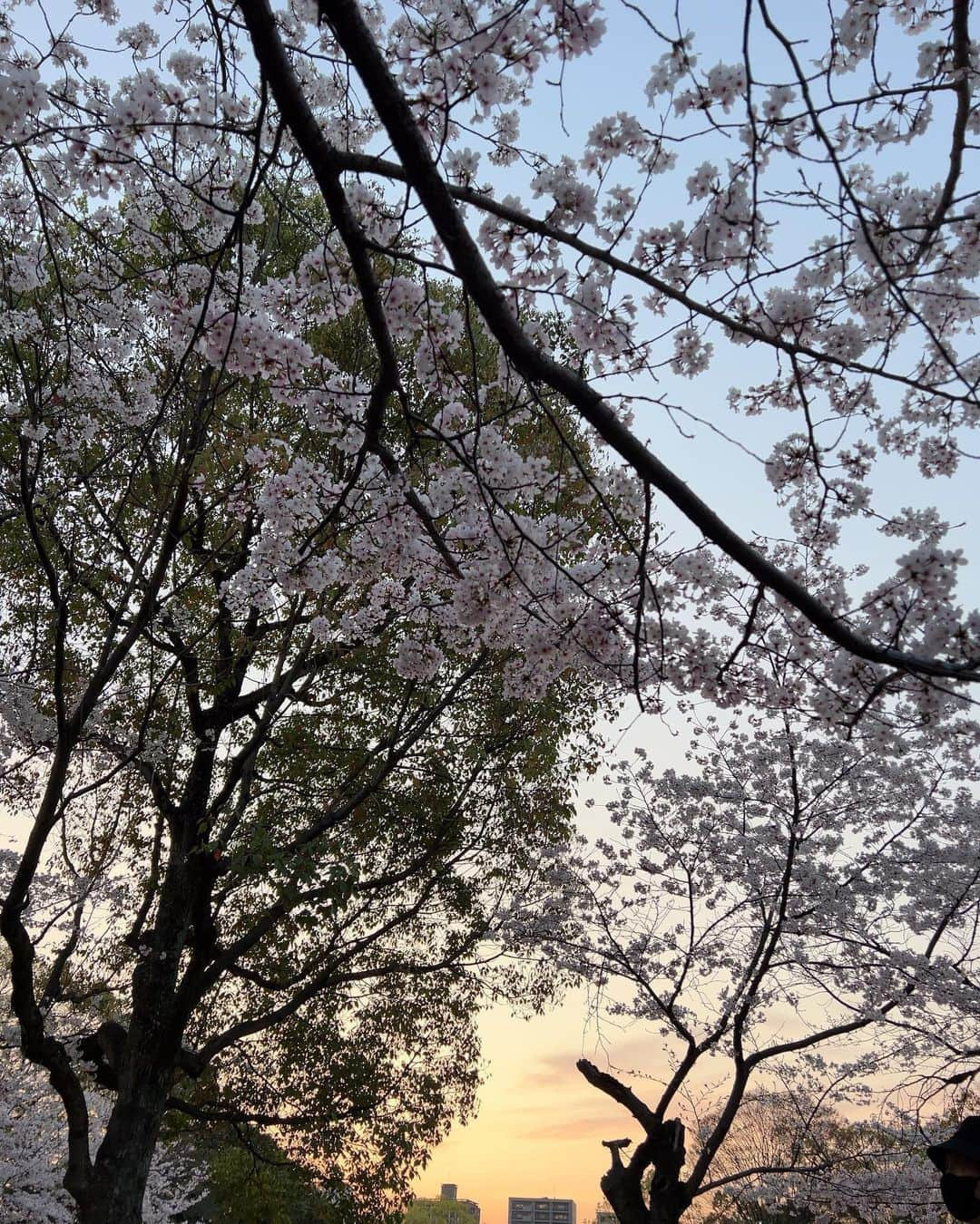 大井智保子さんのインスタグラム写真 - (大井智保子Instagram)「🌸🌸🌸  満開宣言の平和公園で 夜桜お花見しました🌙🌸  桜の隙間から、お月様が見えてるのが綺麗だった…✨ 写真じゃぜんぜーん伝わらないのが残念🥲🌸 楽しい夜でした😊  さてさて、明日はいよいよ… 2023年プロ野球セ・リーグ開幕⚾️ (不思議なことに、パ・リーグは2球団だけ先に開幕してるの)  現地・神宮球場には行けないけど、 関東カープファンがアッツアツなの知ってるんで心配ありません🎏  がががががむしゃらな応援頼むよぉー📣👏  #桜 #お花見 #🌸 #花見 #平和公園 #平和祈念公園 #夜桜 #夕桜 #お月見」3月30日 20時11分 - chihokoi