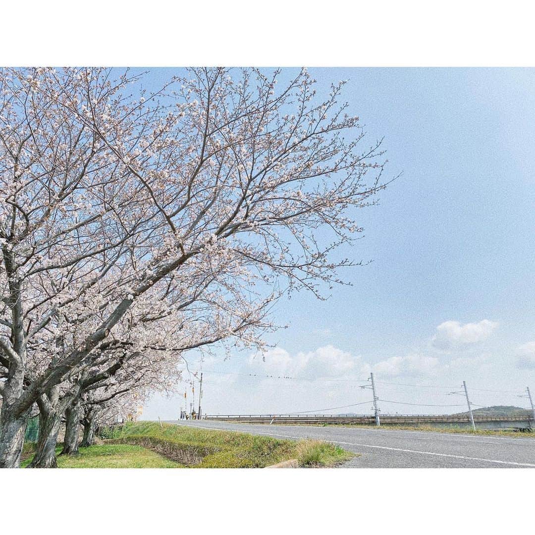 ito no otoのインスタグラム：「𓆇 ..  団地の前にある桜たち。  通る人 通る人、  みんな足を止めて 目上げてる姿に ほっこり。  もうすぐ4月。  --- #日々#日々の暮らし#日常#景色 #桜#sakura#春#spring#さくら」