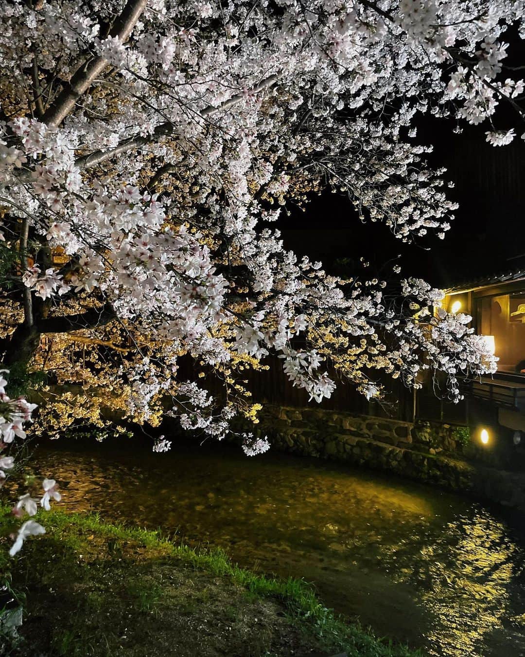 李 雨瀟さんのインスタグラム写真 - (李 雨瀟Instagram)「桜の時期の京都は風情があってとっても綺麗🌸🤍 祇園らへんをお散歩したり、紹介でしかいけない韓国料理屋さん『ウネ』に行けたり、大好きなお好み焼き食べたり。 . あとね、1日に2回も幸運のタクシーみつけたの🥹❤️ 1回目は2つ葉タクシーで、1,200台の中で2台しかなくて、通りすがりに。そしてまさかの帰りは1,200台の中で4台しかない 四つ葉のタクシー乗れたの🥰🌸💕 ほろ酔いながらもハッピーな気分に🤍 . 今も十分に幸せだけど、 また幸運が訪れますように…✨🌸🌸 . . #yuxiao_travel #travelgram #trip #japantrvel  #日本旅行 #京都 #京都旅行 #女子旅 #京都グルメ #京都観光 #桜スポット #祇園グルメ #ウネ祇園 #あじひろ」3月30日 20時19分 - yuisho_ri