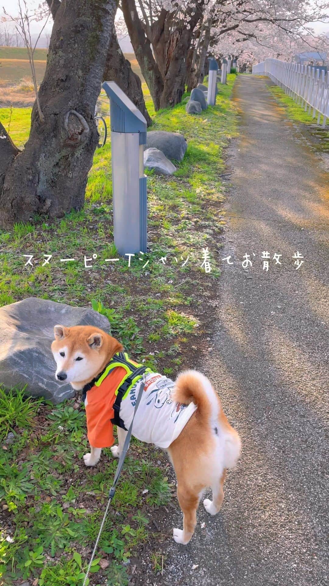 マロたんのインスタグラム：「スヌーピーTで桜散歩🌸 #peanuts #snoppy #PR  #petparadise #ペットパラダイス #ペットパラダイス楽天市場店」