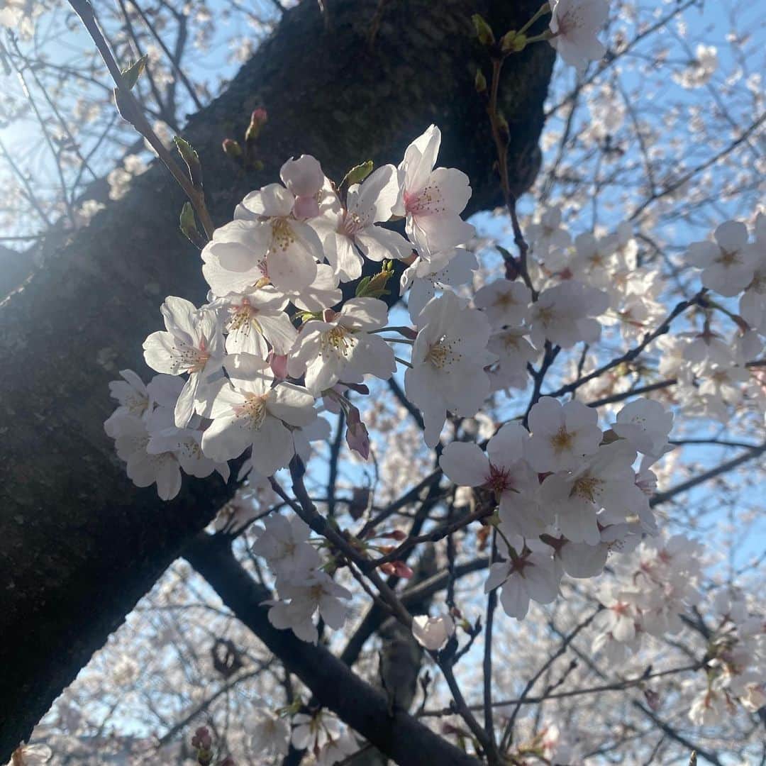 RURIKOさんのインスタグラム写真 - (RURIKOInstagram)「cherry blossoms🌸🌸 ⁡ お花見行かれましたか？ 今年の桜は早かったですね ⁡ 桜の名所に行きたい気持ちはあるのですが、今年は行かれそうもない予感がしたので、通りすがりの川沿いの桜を見てきました🌸 ⁡ 桜、とっても綺麗❀❀ 幸せなきもちなる☘︎☘︎ ⁡ ここ、地元の方は多分みんな知ってる、 桜の綺麗なところなんです❀ ⁡ ⁡ 美しい自然 お花に癒されました🌸 ⁡ ⁡ ⁡ いいねとコメント、 いつも、ありがとうございます😊💕 Thank you for many likes and comments ❤️  I'm glad ✨ ✨ ⁡ ⁡ #cherryblossom blossoms#桜 #お花見#桜の便り#flower #お花は癒し#さくら#自然美 #満開#川沿いの桜#平井 #love#happylife #selfie#beauty#healthy #japan#japanesebeauty#asian #elegan #アラフォー #アラフィフ#岡山 ⁡」3月30日 20時35分 - rurico37