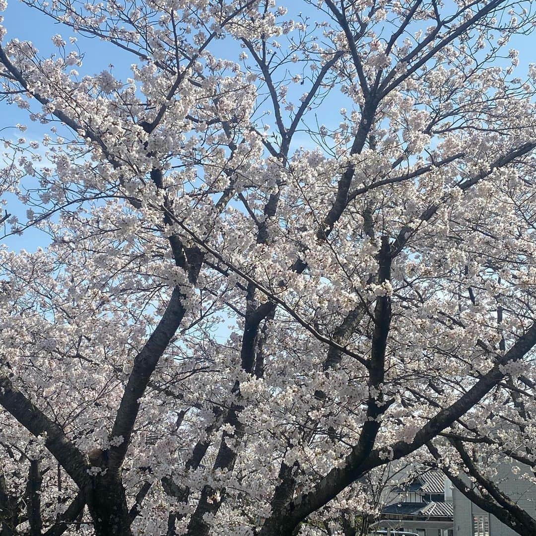 RURIKOさんのインスタグラム写真 - (RURIKOInstagram)「cherry blossoms🌸🌸 ⁡ お花見行かれましたか？ 今年の桜は早かったですね ⁡ 桜の名所に行きたい気持ちはあるのですが、今年は行かれそうもない予感がしたので、通りすがりの川沿いの桜を見てきました🌸 ⁡ 桜、とっても綺麗❀❀ 幸せなきもちなる☘︎☘︎ ⁡ ここ、地元の方は多分みんな知ってる、 桜の綺麗なところなんです❀ ⁡ ⁡ 美しい自然 お花に癒されました🌸 ⁡ ⁡ ⁡ いいねとコメント、 いつも、ありがとうございます😊💕 Thank you for many likes and comments ❤️  I'm glad ✨ ✨ ⁡ ⁡ #cherryblossom blossoms#桜 #お花見#桜の便り#flower #お花は癒し#さくら#自然美 #満開#川沿いの桜#平井 #love#happylife #selfie#beauty#healthy #japan#japanesebeauty#asian #elegan #アラフォー #アラフィフ#岡山 ⁡」3月30日 20時35分 - rurico37