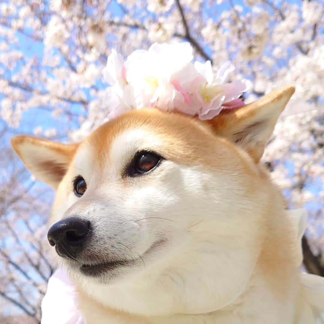 ちゃみさんのインスタグラム写真 - (ちゃみInstagram)「桜の花冠🌸　 似合うでしょ🤭 . #桜#柴犬のいる生活#柴犬#癒し#愛犬#愛犬家#しばいぬ#犬#dog#shibainu#shiba」3月30日 20時29分 - shiba_charmy