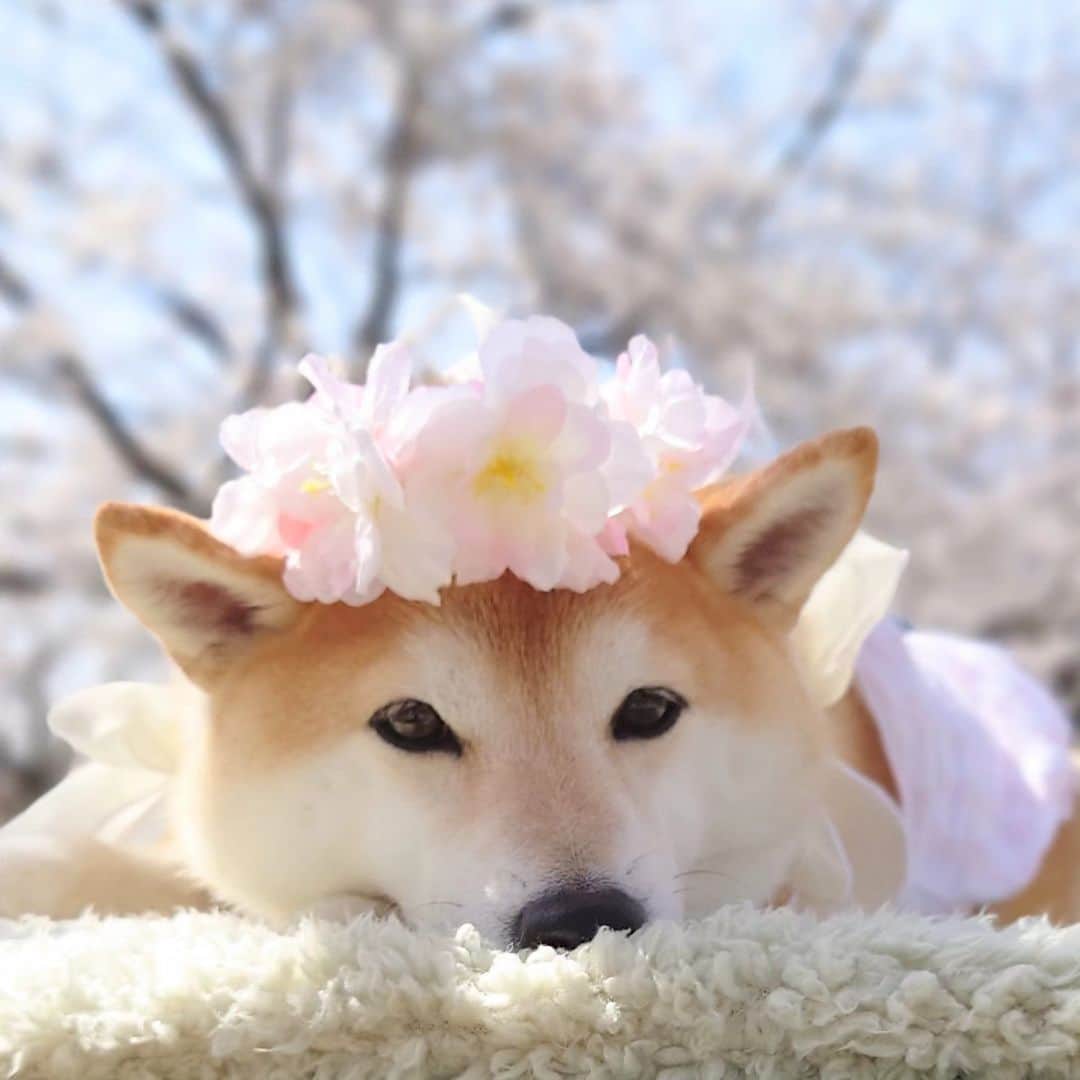 ちゃみさんのインスタグラム写真 - (ちゃみInstagram)「桜の花冠🌸　 似合うでしょ🤭 . #桜#柴犬のいる生活#柴犬#癒し#愛犬#愛犬家#しばいぬ#犬#dog#shibainu#shiba」3月30日 20時29分 - shiba_charmy