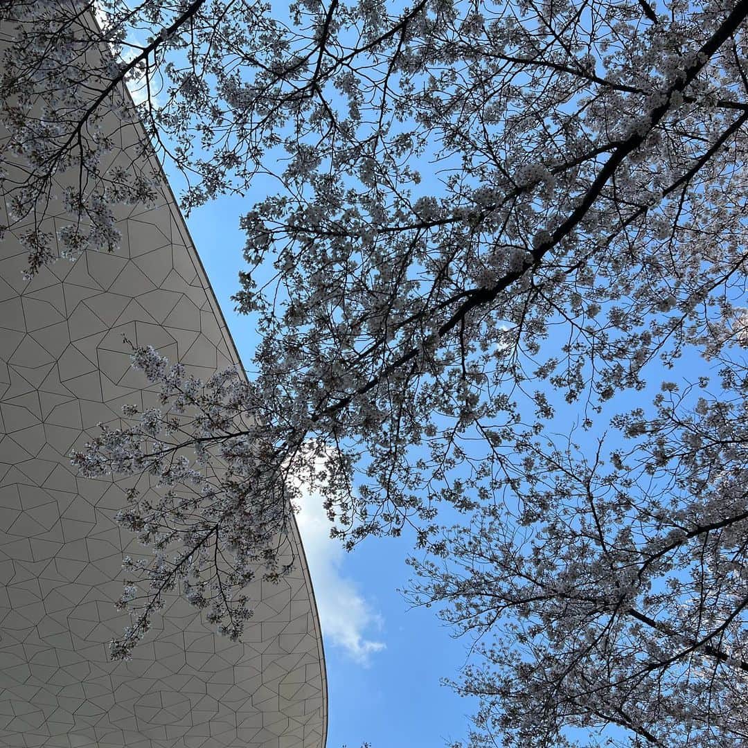 武藤乃子さんのインスタグラム写真 - (武藤乃子Instagram)「🌸 2023年の地元の桜。  #2023  #2023年 #桜 #春 #桐生市  #桐生 #群馬」3月30日 20時31分 - muto_noriko.11
