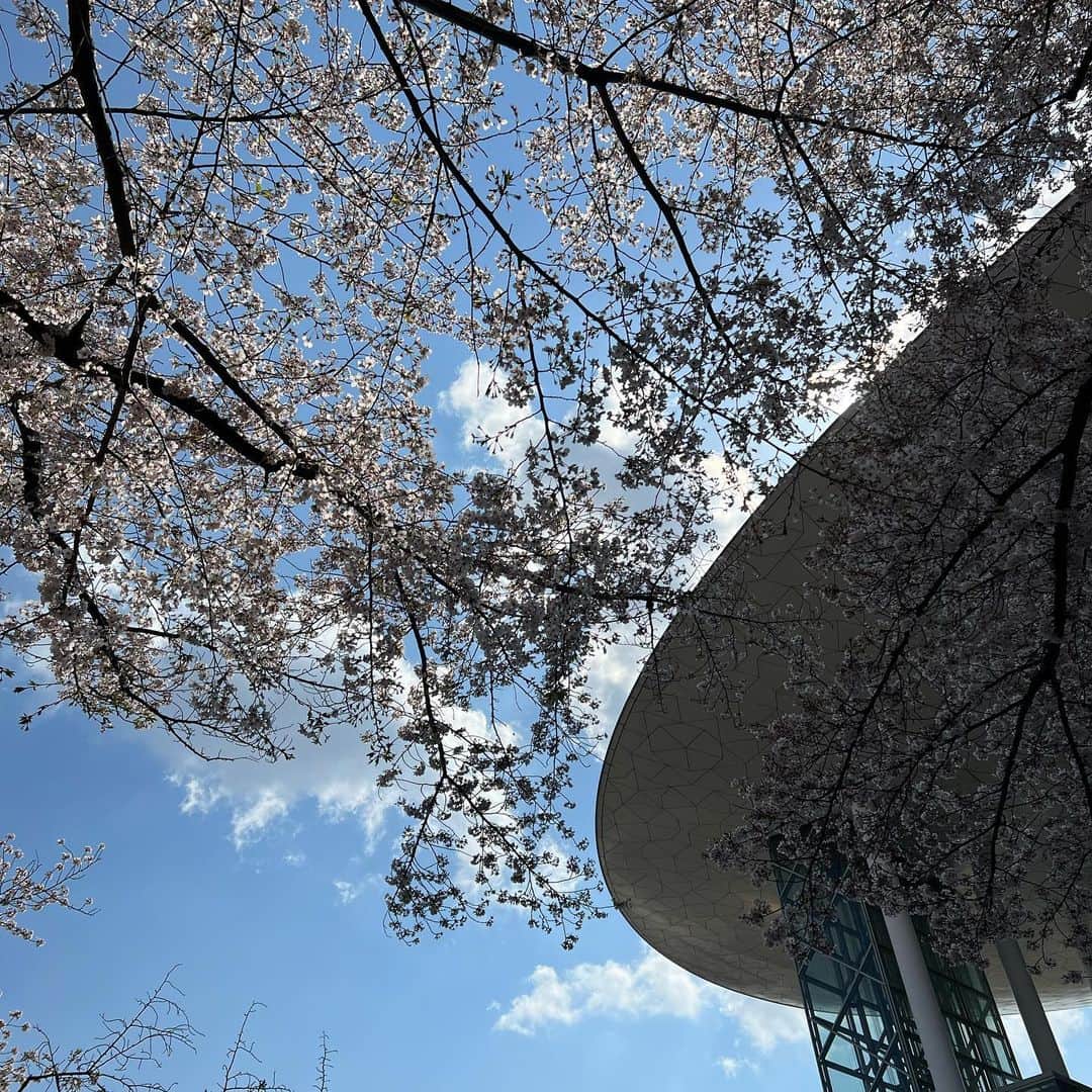 武藤乃子さんのインスタグラム写真 - (武藤乃子Instagram)「🌸 2023年の地元の桜。  #2023  #2023年 #桜 #春 #桐生市  #桐生 #群馬」3月30日 20時31分 - muto_noriko.11