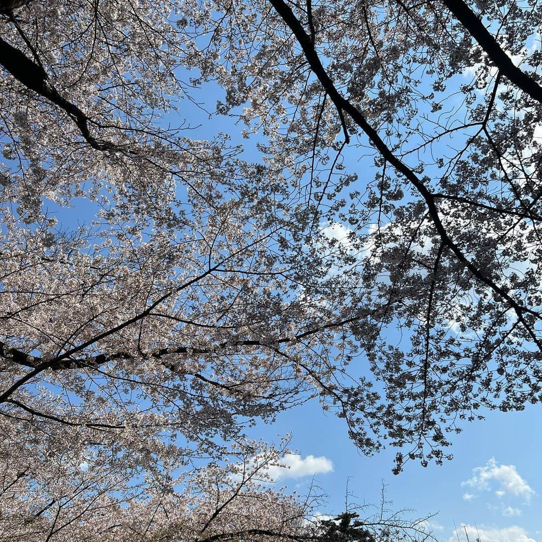 武藤乃子さんのインスタグラム写真 - (武藤乃子Instagram)「🌸 2023年の地元の桜。  #2023  #2023年 #桜 #春 #桐生市  #桐生 #群馬」3月30日 20時31分 - muto_noriko.11