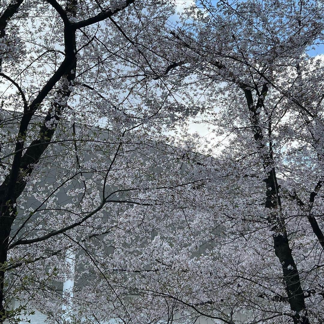 武藤乃子さんのインスタグラム写真 - (武藤乃子Instagram)「🌸 2023年の地元の桜。  #2023  #2023年 #桜 #春 #桐生市  #桐生 #群馬」3月30日 20時31分 - muto_noriko.11
