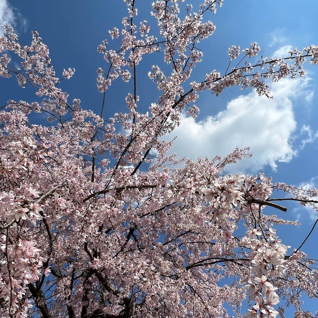 武藤乃子さんのインスタグラム写真 - (武藤乃子Instagram)「🌸 2023年の地元の桜。  #2023  #2023年 #桜 #春 #桐生市  #桐生 #群馬」3月30日 20時31分 - muto_noriko.11