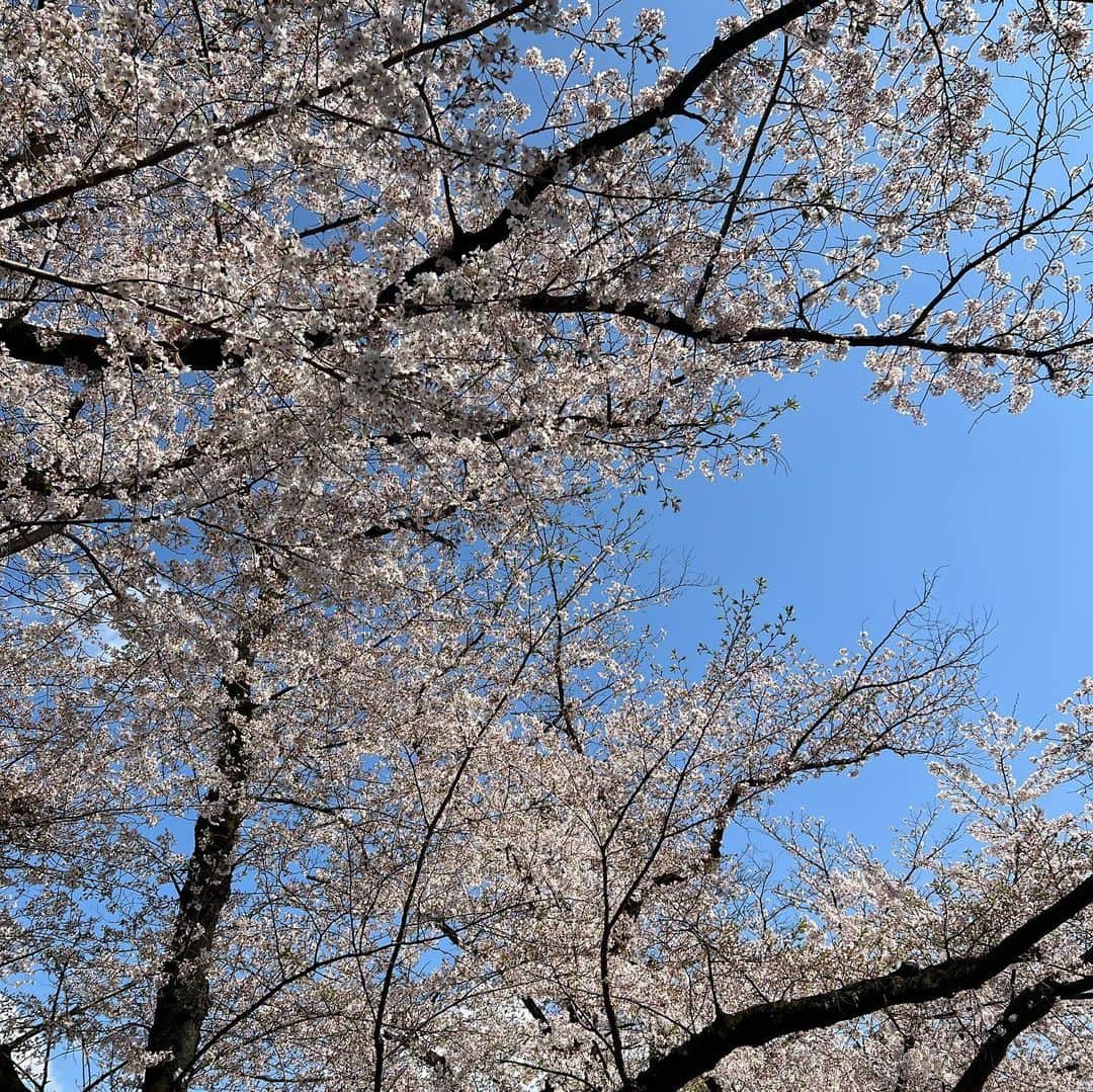 のインスタグラム：「🌸 2023年の地元の桜。  #2023  #2023年 #桜 #春 #桐生市  #桐生 #群馬」