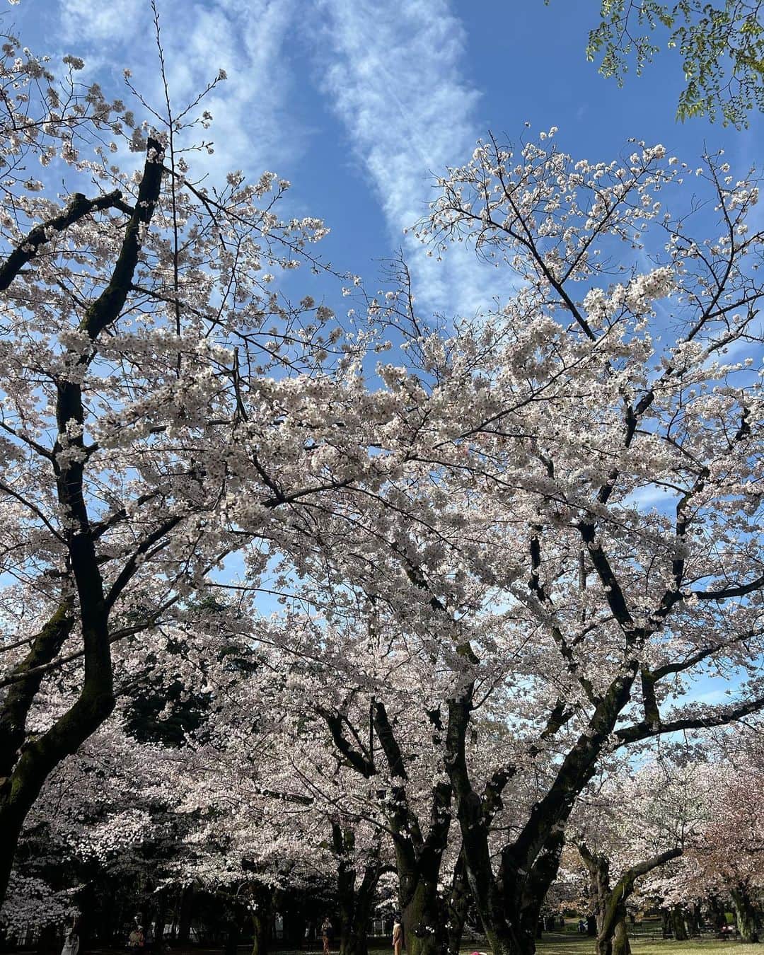 信太美月さんのインスタグラム写真 - (信太美月Instagram)「お散歩しながら仕事に向かった日。 お花見できるタイミングがなかったから 今年はちょこっとだけ桜を堪能しました🌸 おにゅーの靴と甘酒レモネードがお気に入り🥰 . #mizukicks」3月30日 20時31分 - shidamizuki