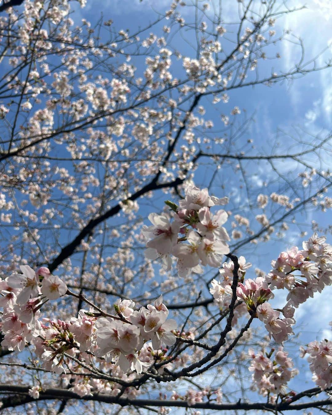 信太美月さんのインスタグラム写真 - (信太美月Instagram)「お散歩しながら仕事に向かった日。 お花見できるタイミングがなかったから 今年はちょこっとだけ桜を堪能しました🌸 おにゅーの靴と甘酒レモネードがお気に入り🥰 . #mizukicks」3月30日 20時31分 - shidamizuki