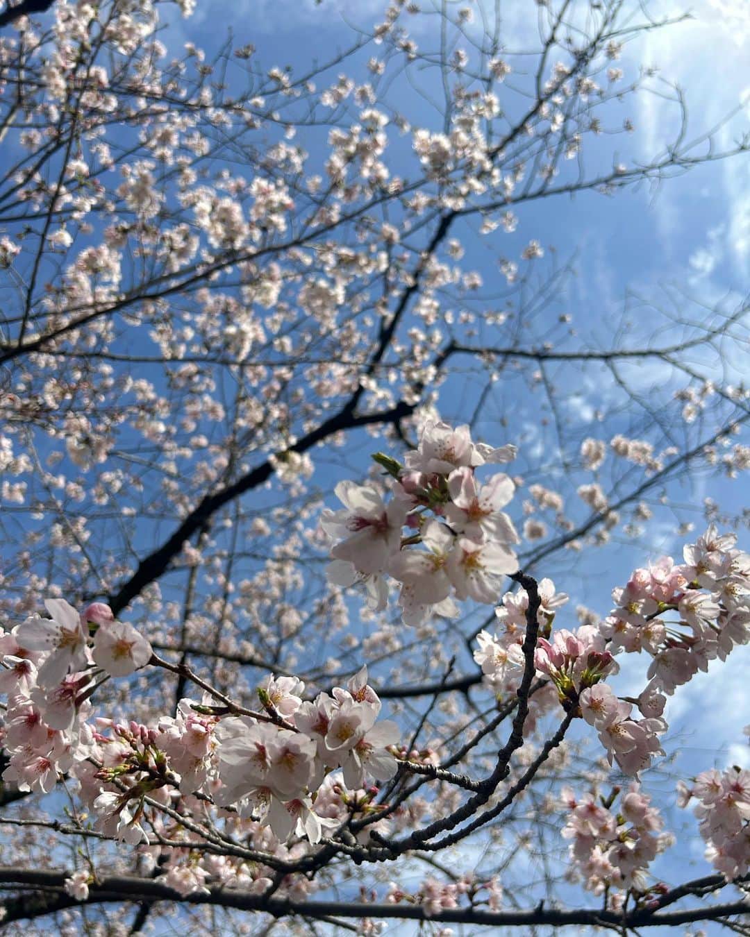 信太美月のインスタグラム：「お散歩しながら仕事に向かった日。 お花見できるタイミングがなかったから 今年はちょこっとだけ桜を堪能しました🌸 おにゅーの靴と甘酒レモネードがお気に入り🥰 . #mizukicks」