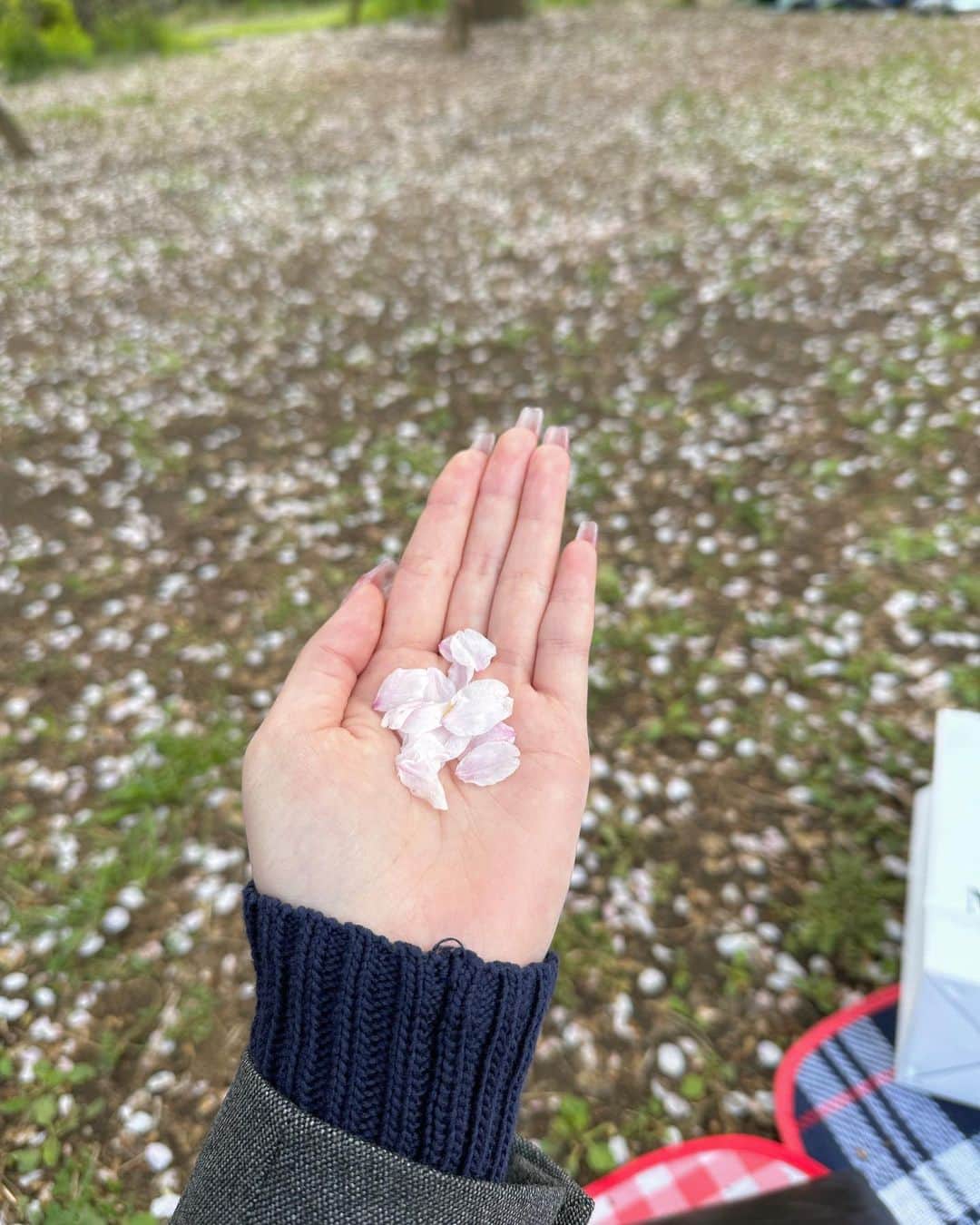 かっぱちゃんさんのインスタグラム写真 - (かっぱちゃんInstagram)「. . お花見してたら桜が雪みたいに降ってきてとっても癒された🌸🤍」3月30日 20時32分 - _kappachan__23