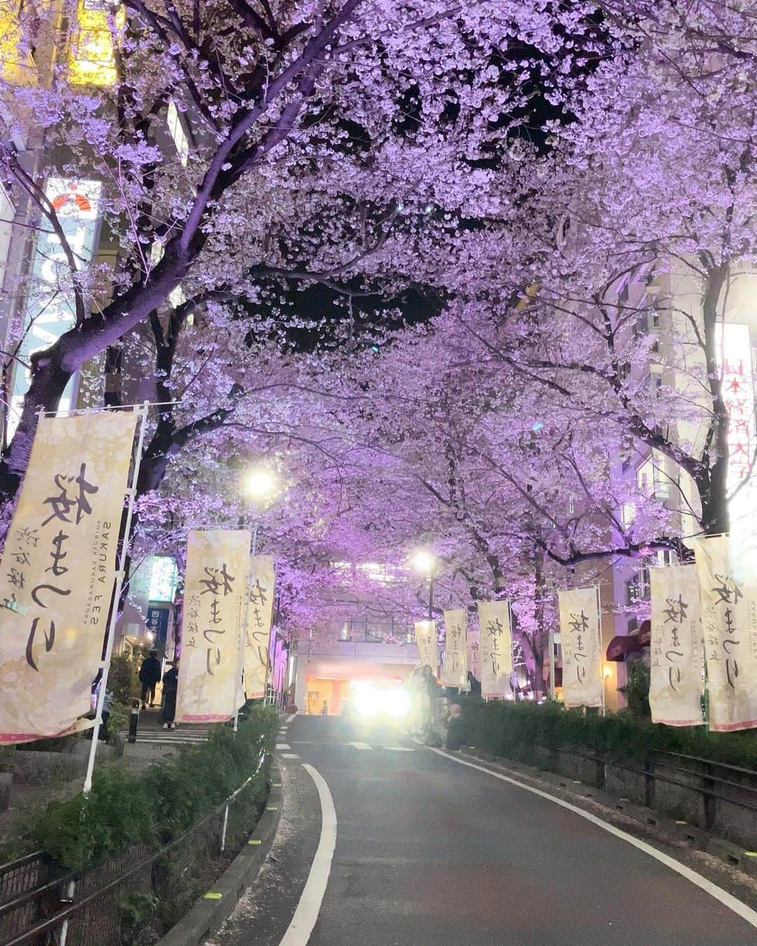 白石かえでさんのインスタグラム写真 - (白石かえでInstagram)「🌙🌸  #渋谷　#渋谷桜　#桜丘町　#夜桜 #shibuya  #시부야 #시부야벚꽃　#벚꽃」3月30日 20時40分 - kaepyon.s