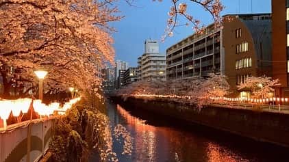 政宗さんのインスタグラム写真 - (政宗Instagram)「#目黒川 で #花見  をして来ました　平日なのに人が溢れんばかりでしたが来てた人たちマナーがとても良く譲り合って華を愛でてました 　#花筏」3月30日 20時53分 - masamune___date