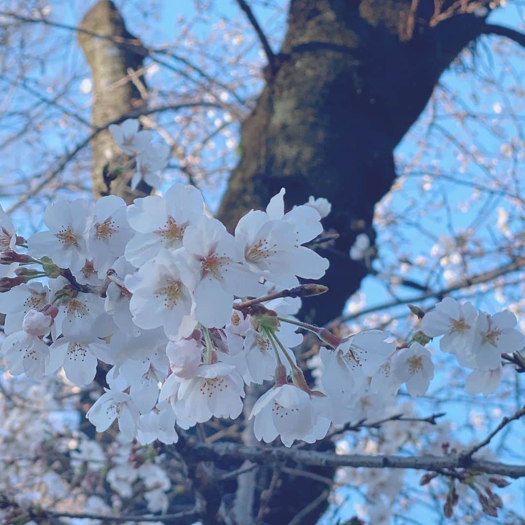 三浦泉さんのインスタグラム写真 - (三浦泉Instagram)「*  *♪¸¸.•*¨･:*ೄ·*♪¸¸.•*¨･:*ೄ*♪¸¸.•*¨･:*ೄ··*♪¸¸.•*¨･    お花見　早咲きの頃に 見れた時の🌸です💕💕 　 　桜は今のシーズンのみだから たくさん堪能したいです🌸💓🌸💓  *  *♪¸¸.•*¨･:*ೄ·*♪¸¸.•*¨･:*ೄ*♪¸¸.•*¨･:*ೄ··*♪¸¸.•*¨･  #桜 #お花見 #桜を見る会  #sakura #いずみーるのお花めぐり  #イズミールのお花めぐり #izumiのお花めぐり」3月30日 20時57分 - princessizu1201
