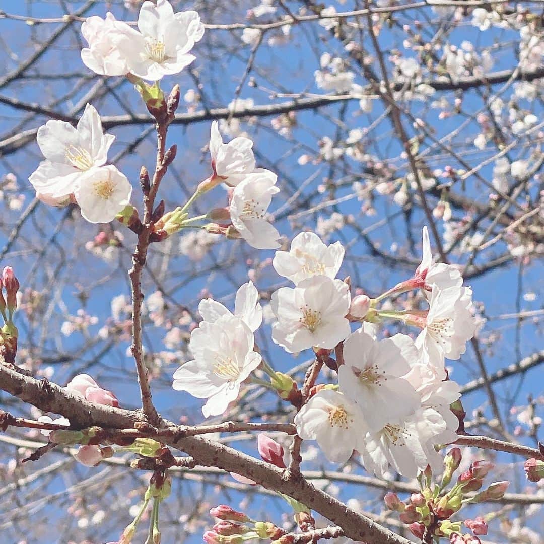 三浦泉さんのインスタグラム写真 - (三浦泉Instagram)「*  *♪¸¸.•*¨･:*ೄ·*♪¸¸.•*¨･:*ೄ*♪¸¸.•*¨･:*ೄ··*♪¸¸.•*¨･    お花見　早咲きの頃に 見れた時の🌸です💕💕 　 　桜は今のシーズンのみだから たくさん堪能したいです🌸💓🌸💓  *  *♪¸¸.•*¨･:*ೄ·*♪¸¸.•*¨･:*ೄ*♪¸¸.•*¨･:*ೄ··*♪¸¸.•*¨･  #桜 #お花見 #桜を見る会  #sakura #いずみーるのお花めぐり  #イズミールのお花めぐり #izumiのお花めぐり」3月30日 20時57分 - princessizu1201