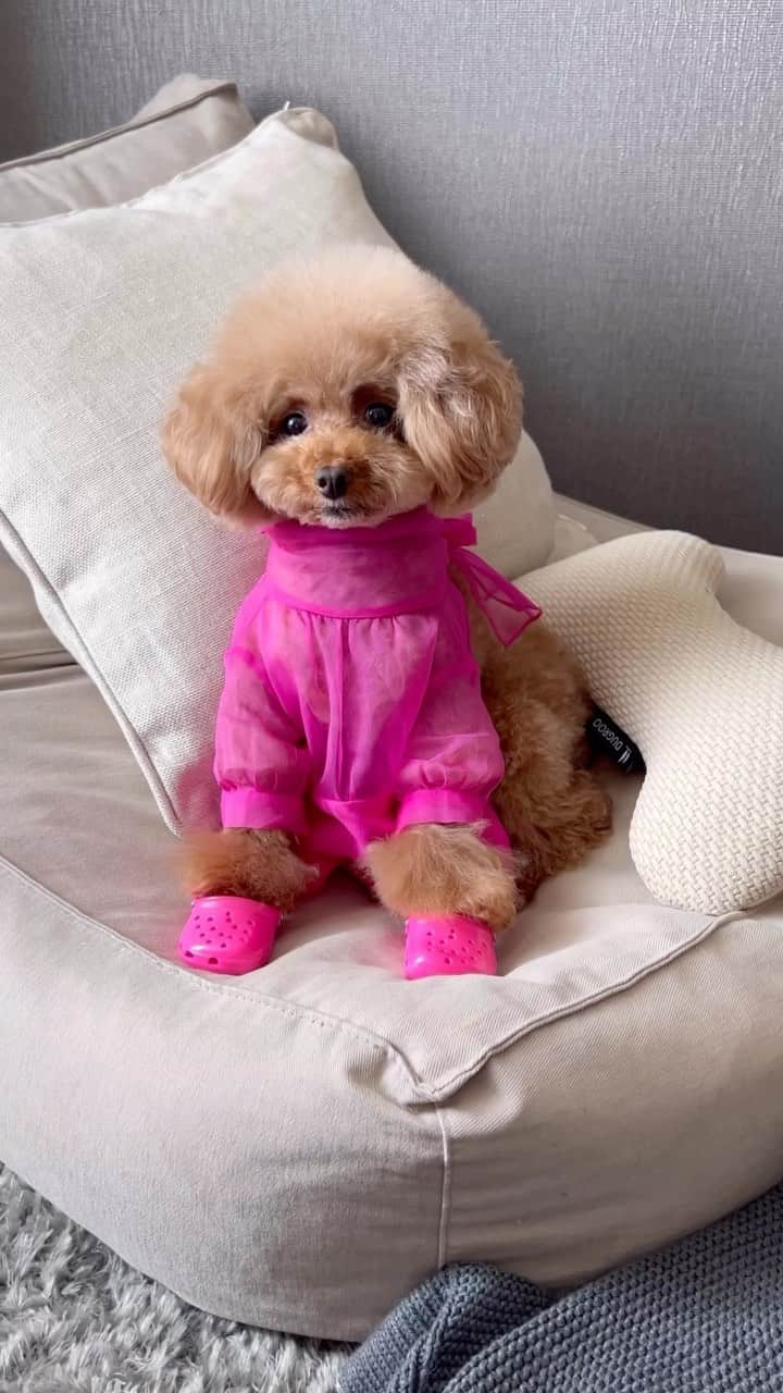 ショコラ❤︎あずき❤︎パンナのインスタグラム：「可愛いサンダル🩴見つけた💕😂  ピンクピンクだと、お笑い芸人の◯ー子さんみたい⁉️😂  #トイプードル #プードル #犬 #ペット #犬のいる暮らし #toypoodle #poodle #dog #instadog #cutedog #あずしょこぱん #パンナ」