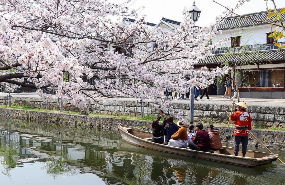 倉敷市のインスタグラム：「【３月３０日　美観地区の桜】 ３月３０日、お昼に美観地区へ。 美観地区の桜も満開。 観光客の方も大勢来られていました。  #桜 #さくら #花見 #sakura #倉敷市 #倉敷 #kurashiki  #クラシキ文華 #クラシキブンカ #kurashikibunka #kurabunka  #japan #japantrip #travel #trip #旅 #旅行 #instgramjapan #美観地区 #倉敷美観地区 #bikanhistoricalquarter #oldhouse #白壁 #蔵 #運河 #canal #visitjapanjp #アイビースクエア」