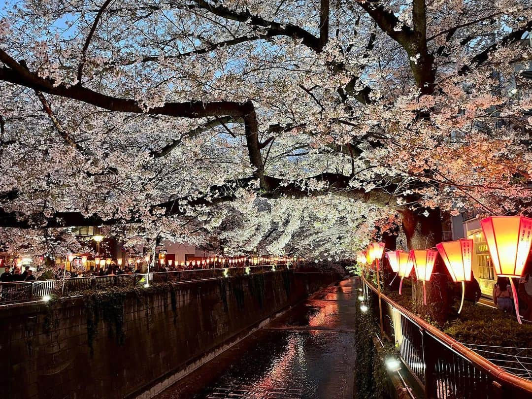 木庭弥生さんのインスタグラム写真 - (木庭弥生Instagram)「今年も見られてうれしい🌸  #cherryblossom #桜　#目黒川の桜」3月30日 21時09分 - yayoikoba