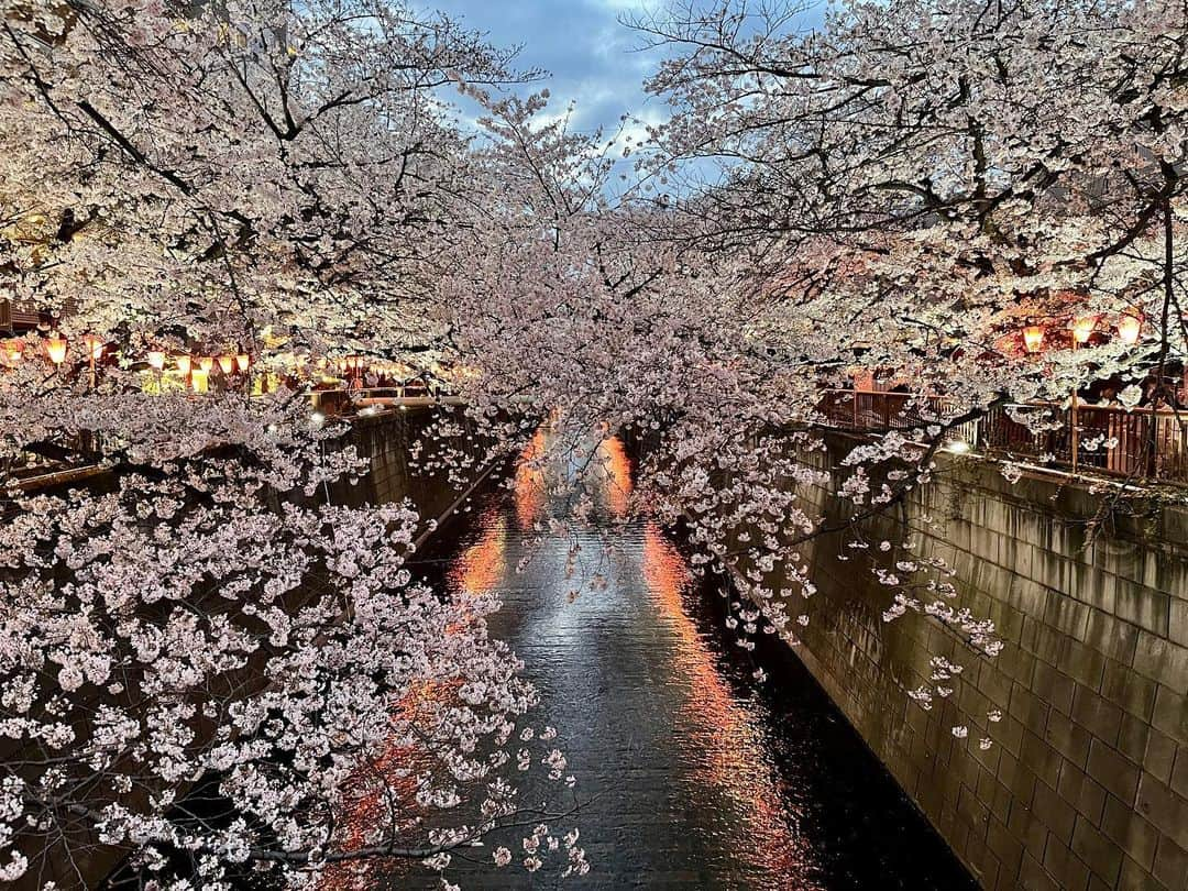 木庭弥生さんのインスタグラム写真 - (木庭弥生Instagram)「今年も見られてうれしい🌸  #cherryblossom #桜　#目黒川の桜」3月30日 21時09分 - yayoikoba