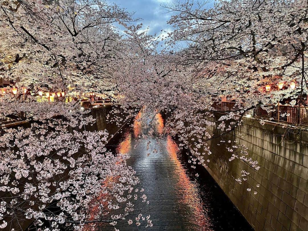 木庭弥生のインスタグラム：「今年も見られてうれしい🌸  #cherryblossom #桜　#目黒川の桜」