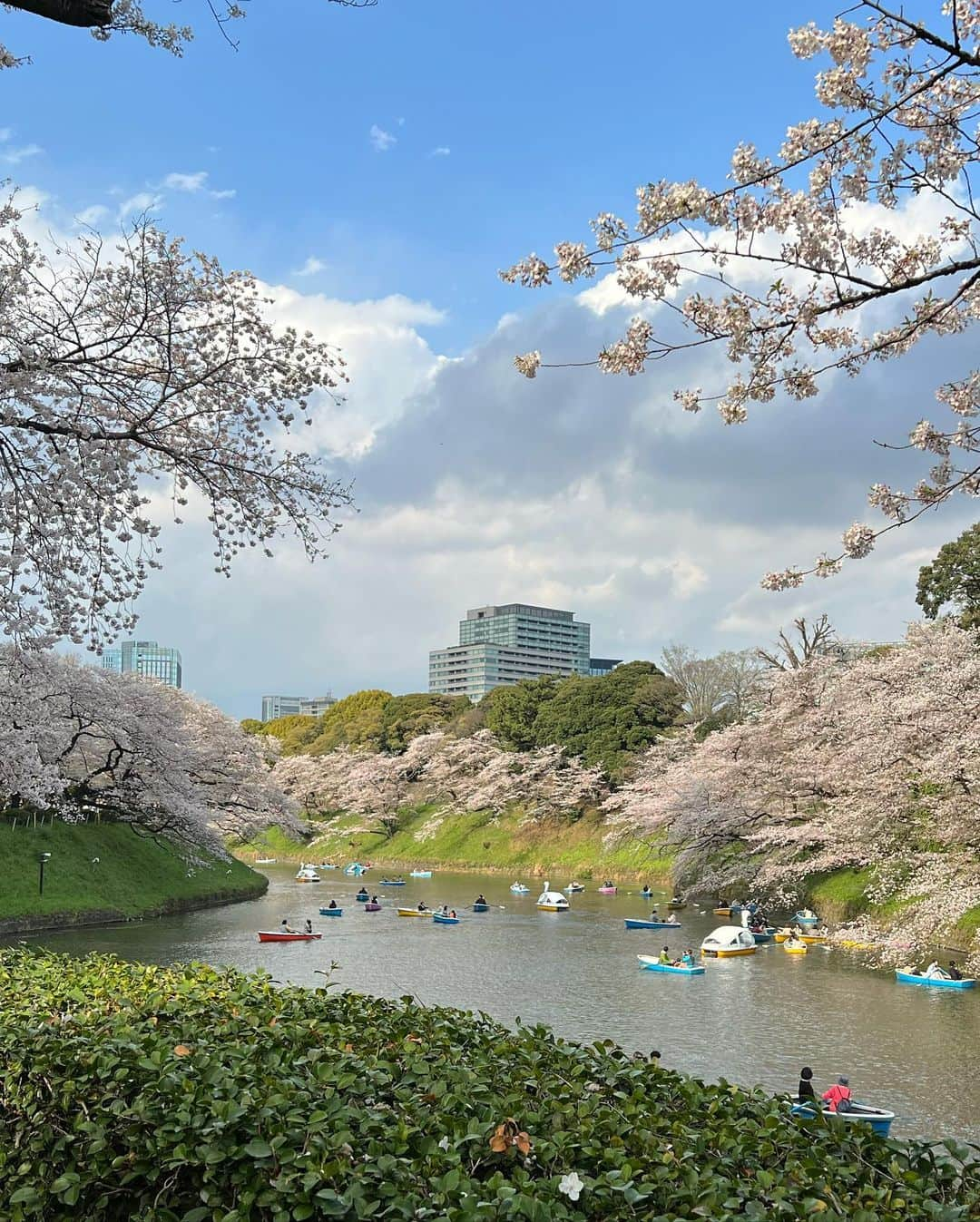 𝐇𝐈𝐍𝐀𝐊𝐎さんのインスタグラム写真 - (𝐇𝐈𝐍𝐀𝐊𝐎Instagram)「毎年の楽しみ千鳥ヶ淵！🚣‍♀️ 満開を過ぎて散り始め😣 舞ってる桜も綺麗すぎた🌸  #千鳥ヶ淵 #千鳥ヶ淵ボート  #千鳥ヶ淵の桜 #お花見」3月30日 21時19分 - loveis_tokyo