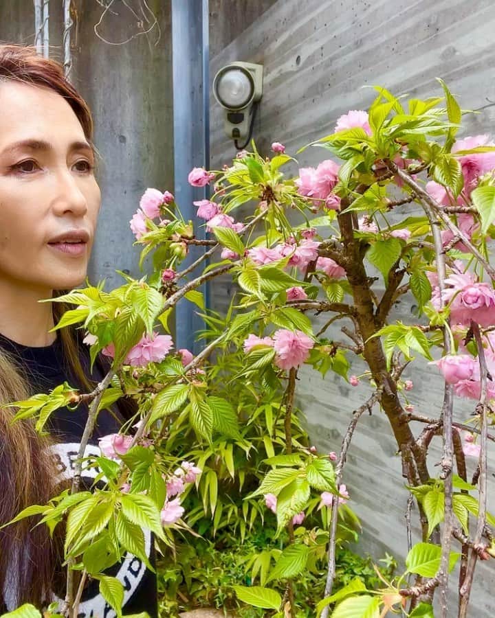 のインスタグラム：「河津桜、ソメイヨシノ、、  枝垂れ桜もいいですよね。。 この枝垂れ桜の木は蛇のようにうねっています✨💕  雑音すみません🙏」